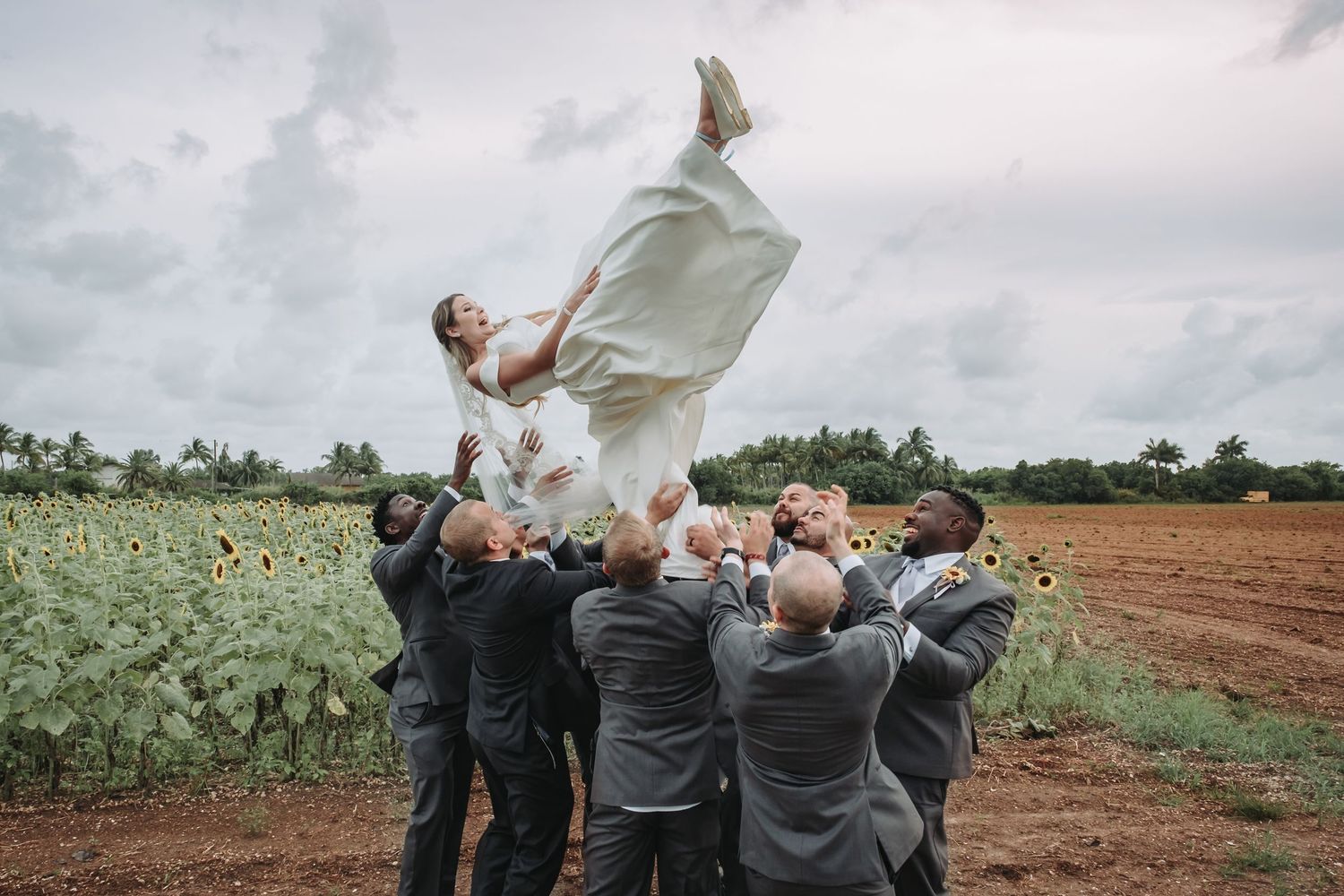Groomsmen in grey suits joyfully tossing the bride high into the air in a sunflower field.