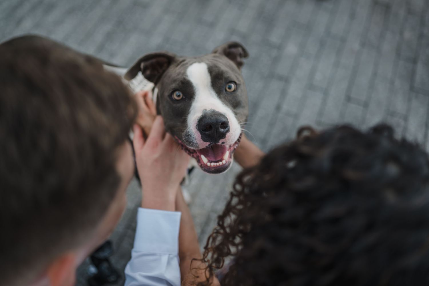 Happy gray and white pitbull smiling up at a couple during an engagement photo session.