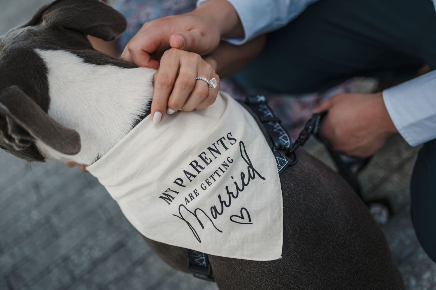 Close-up of a dog wearing a bandana that reads my parents are getting married with a ring visible.