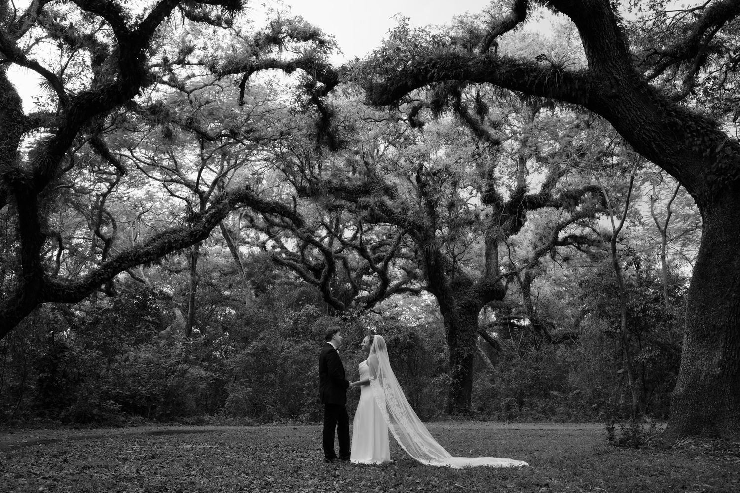 Black and white photo of bride and groom standing beneath dramatic sprawling oak trees in a forest.