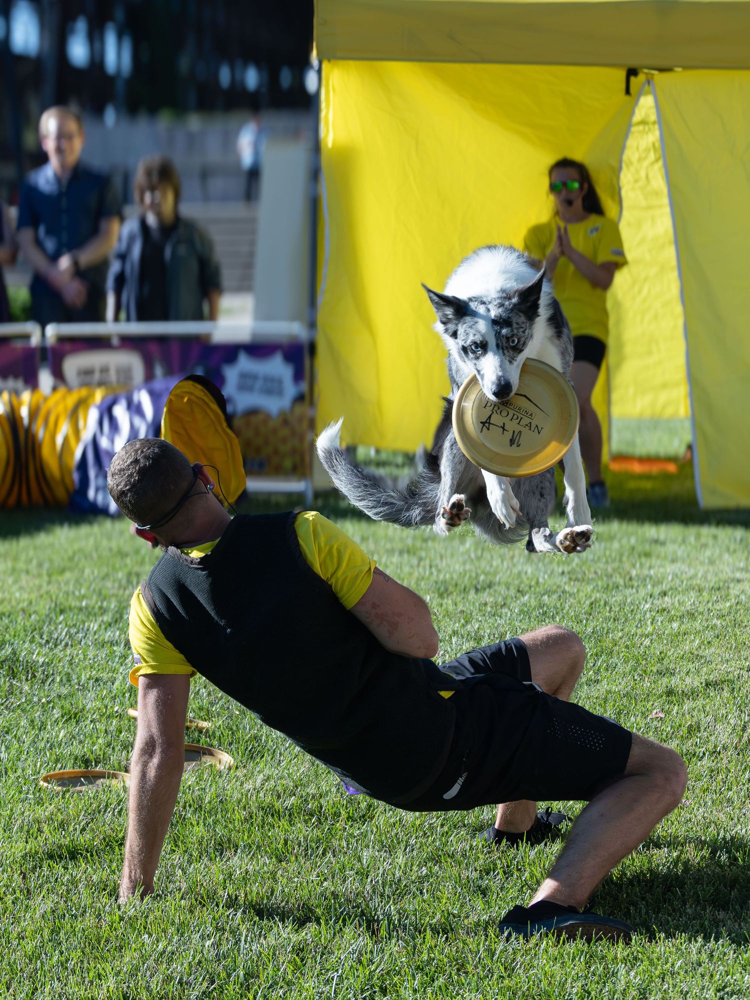Medium sized Border Collie dog catching a frisbee while jumping over trainer.