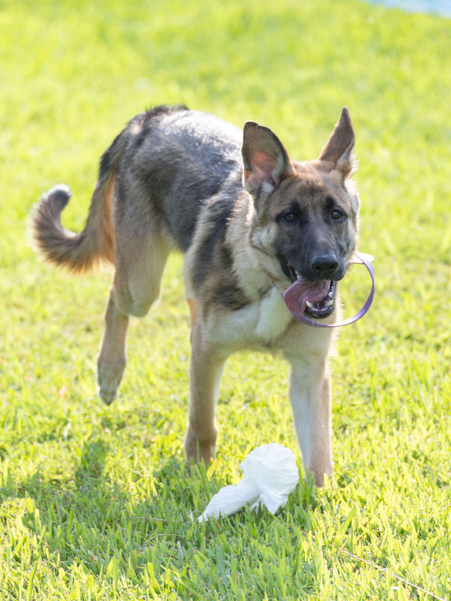 A juvenile german shepherd dog running in the grass chasing a toy at a Fast Cat event.