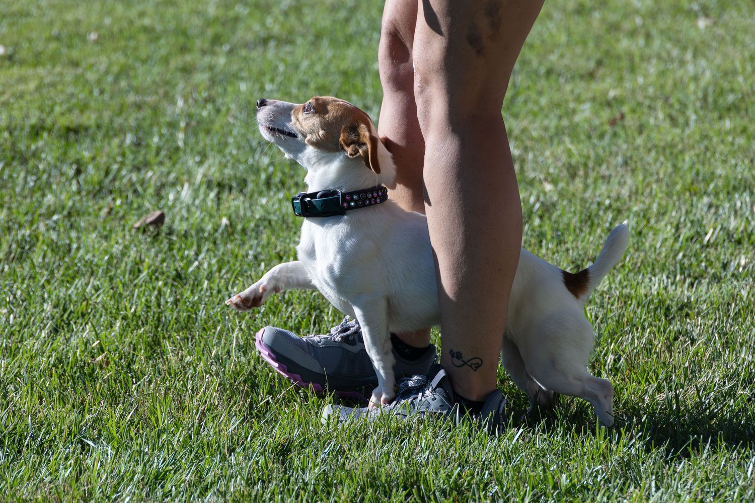 Small Jack Russell terrier dog walking between trainer's legs at Tails on the Town event.