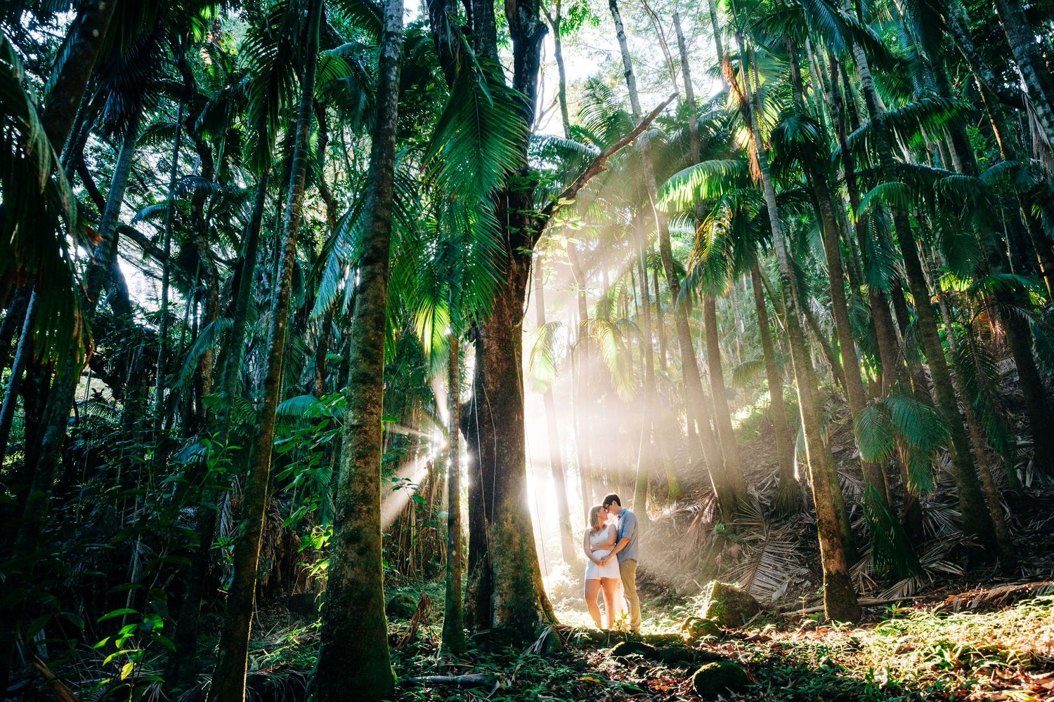 Sunlit tropical forest pathway with palm trees creating magical lighting effects in Hilo, Big Island of Hawaii.