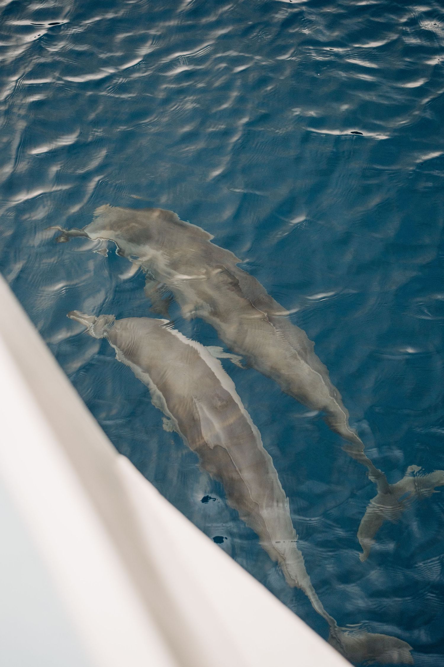 Dolphins swimming gracefully through deep blue ocean waters in Kona, Big Island of Hawaii.