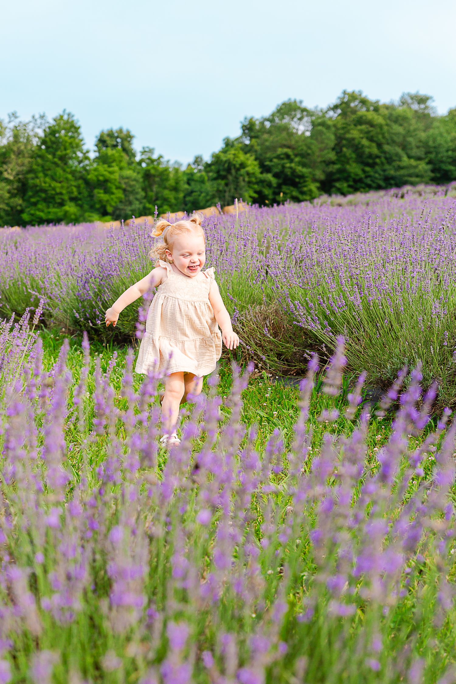 A small child in a pink dress runs joyfully through a blooming lavender field.