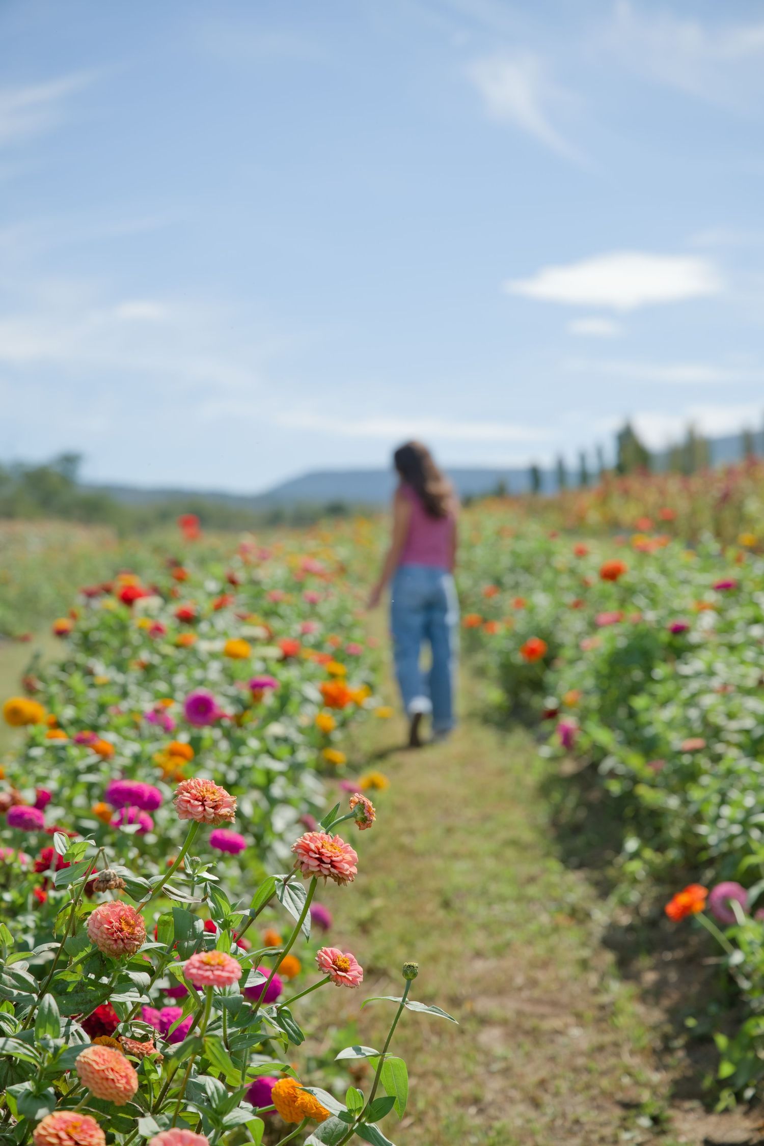 Woman walking through vibrant zinnia flower field rows under blue sky on sunny day.