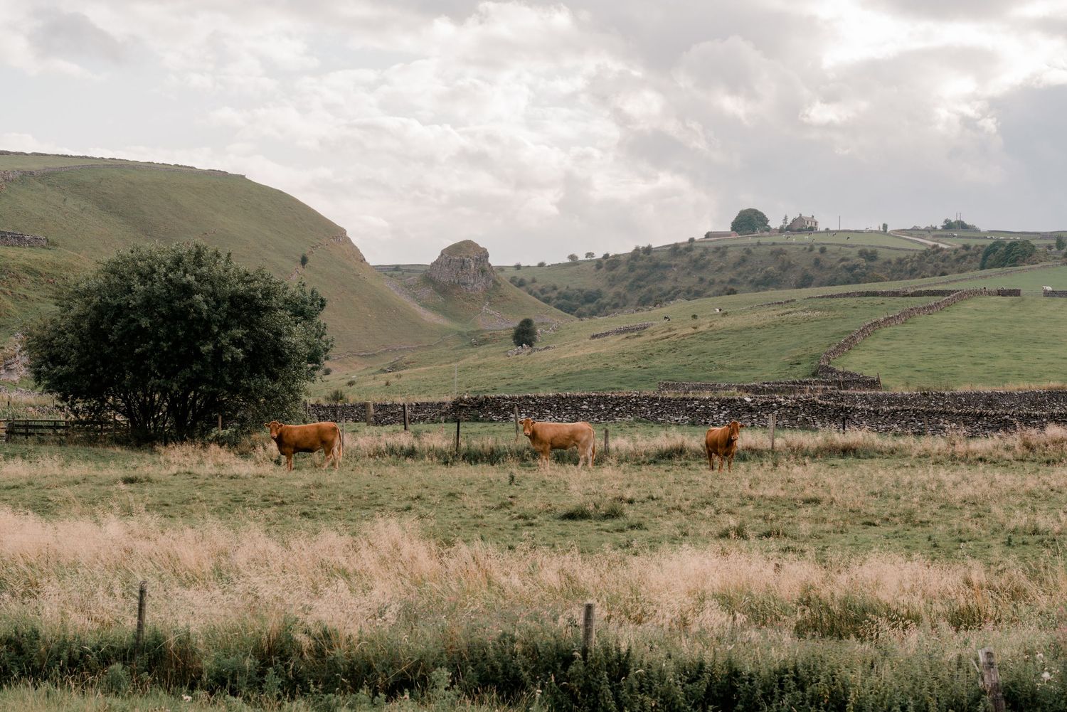 Brown cows graze peacefully on rolling green hills beneath a cloudy sky in a pastoral landscape.