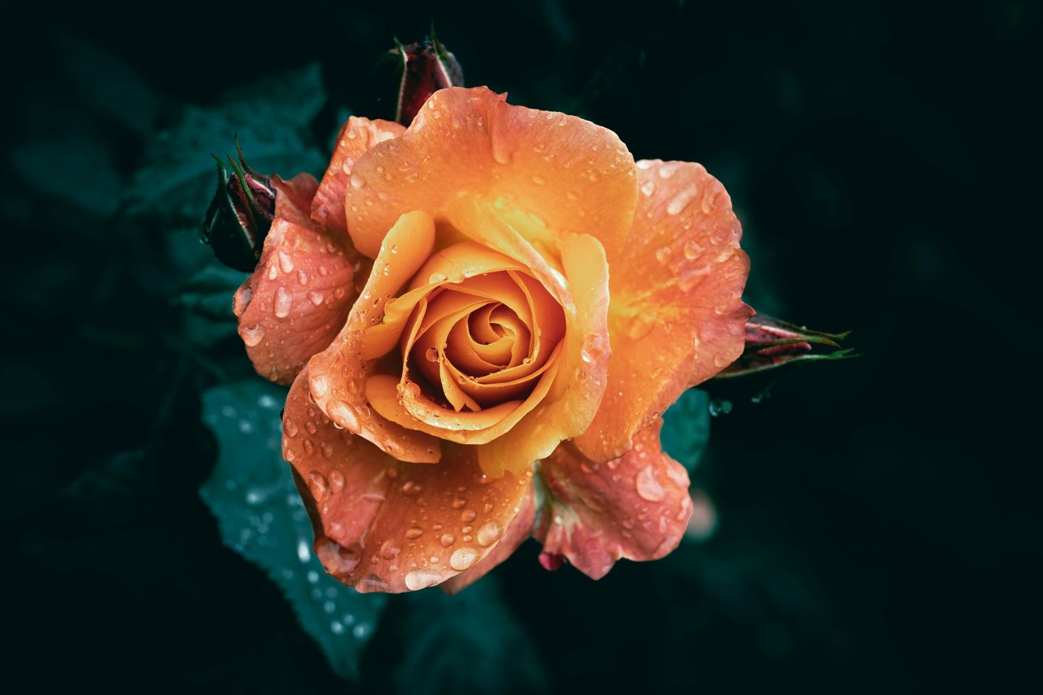 A peach-colored rose with water droplets glistens against a dark teal background in multiple artistic angles.
