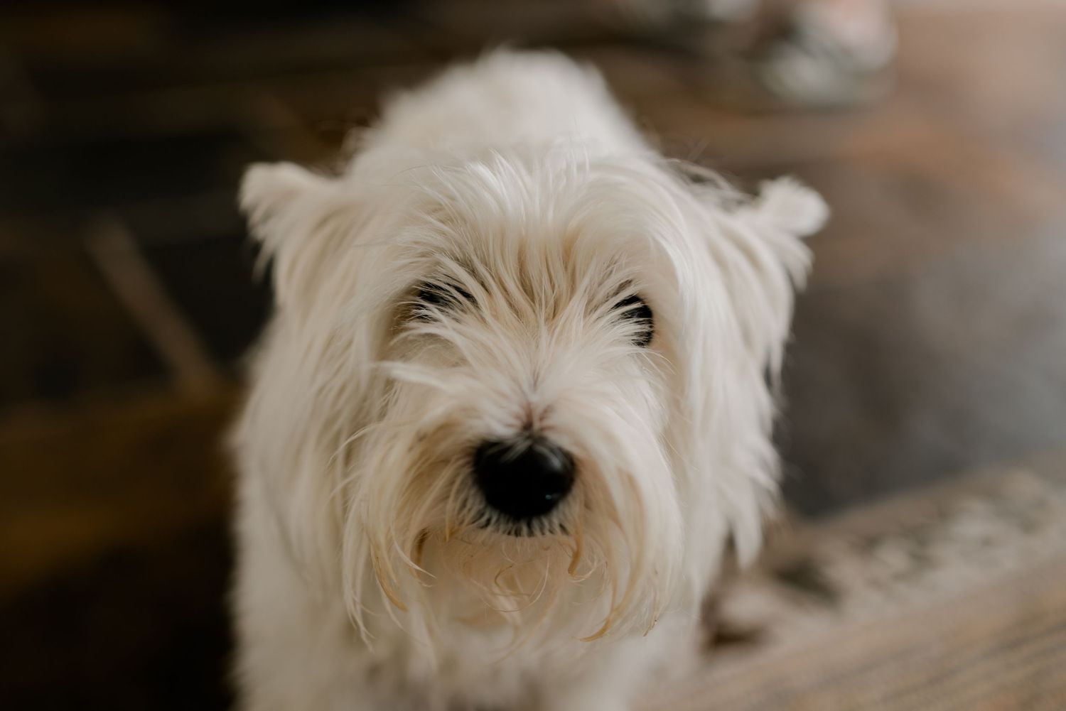 Close-up portrait of a white West Highland Terrier dog with fluffy fur.