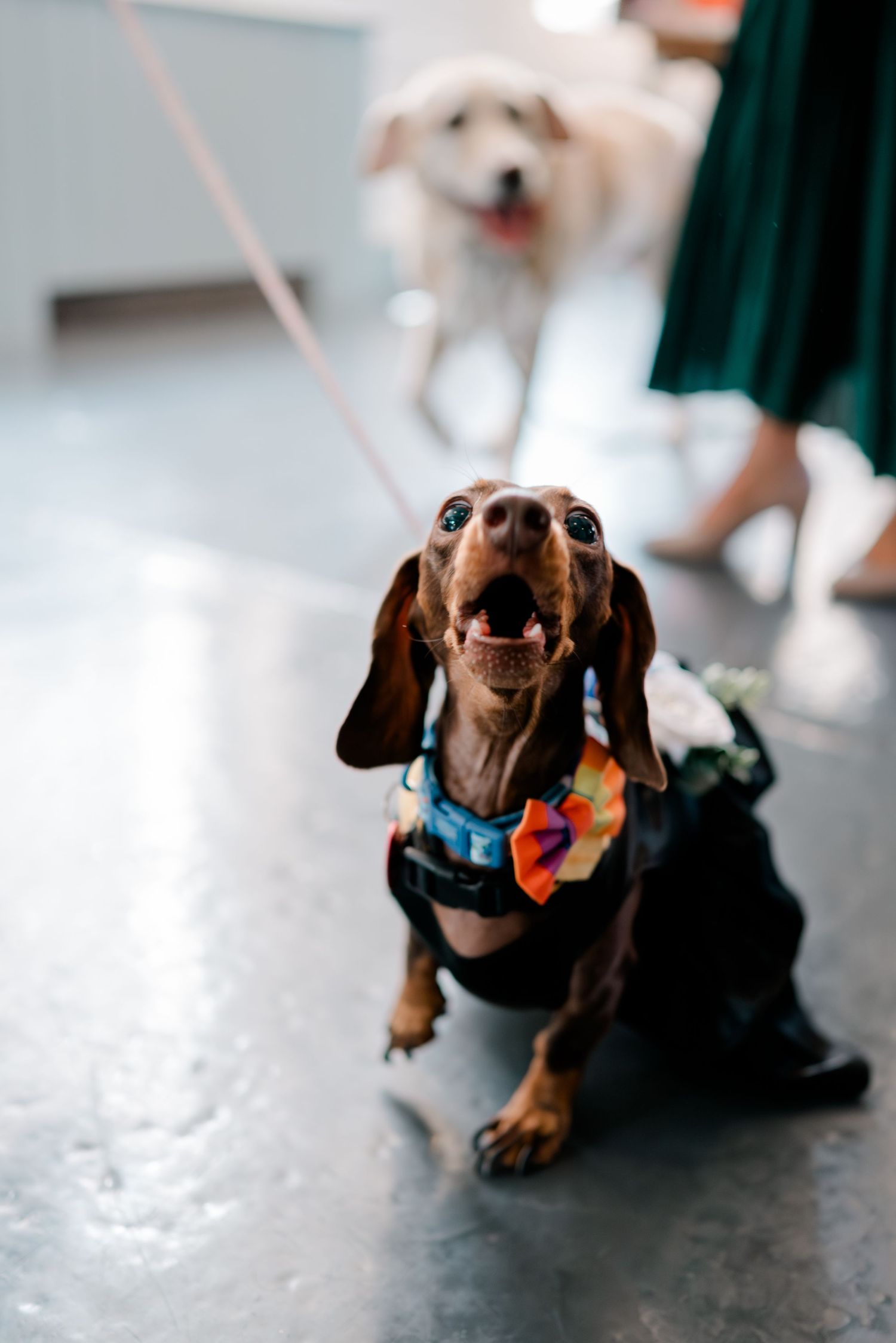 A dachshund in a floral bow tie sits on a concrete floor, with a golden retriever blurred in the background.