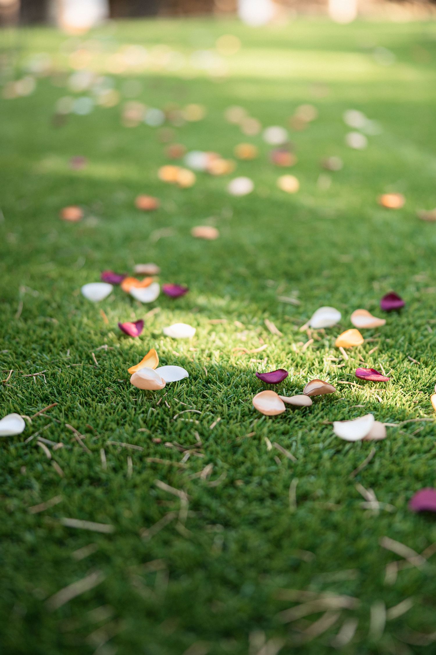 Colorful rose petals scattered across green grass creating a romantic pathway.
