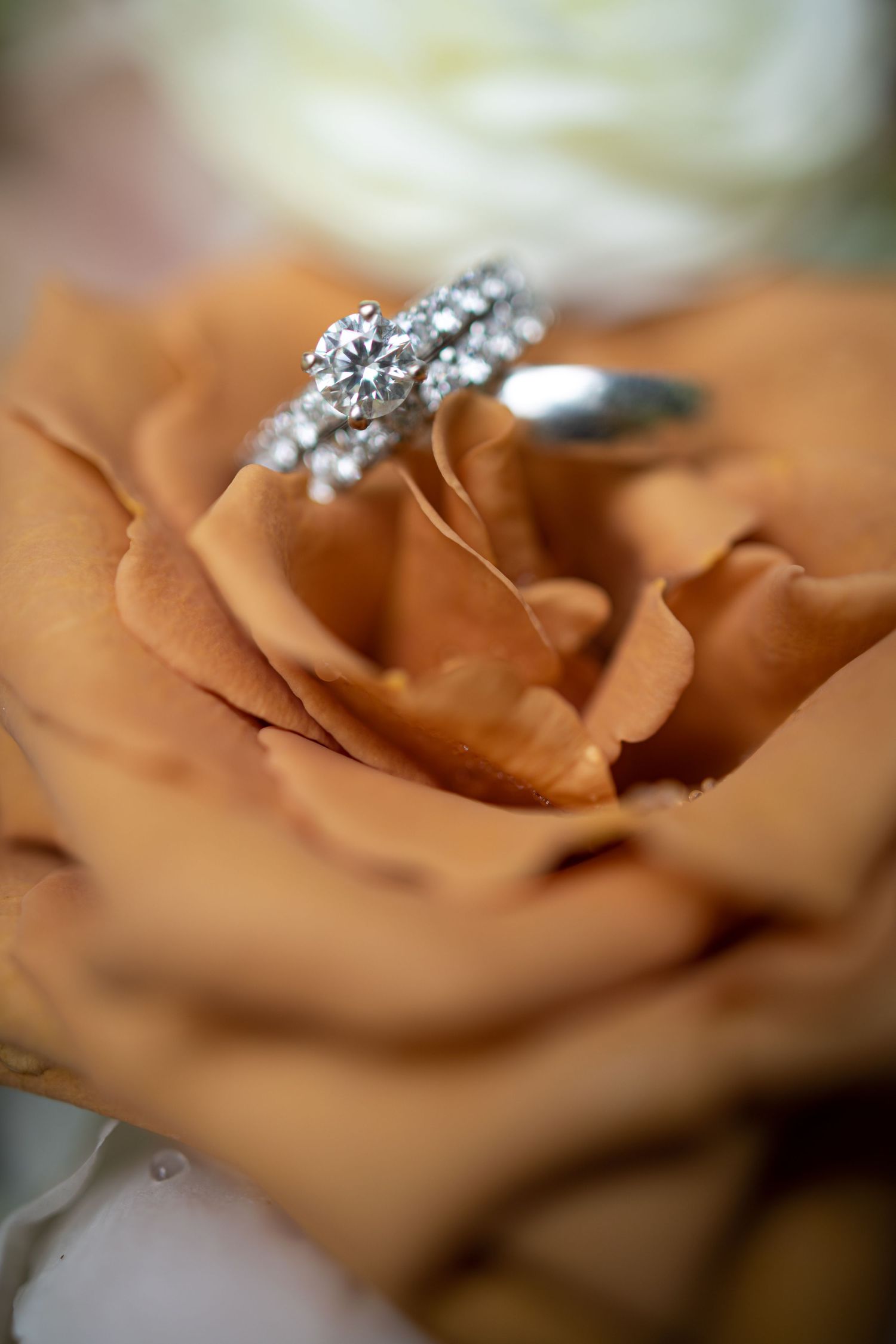 Delicate diamond ring rests on peach-colored rose petals in macro photography.