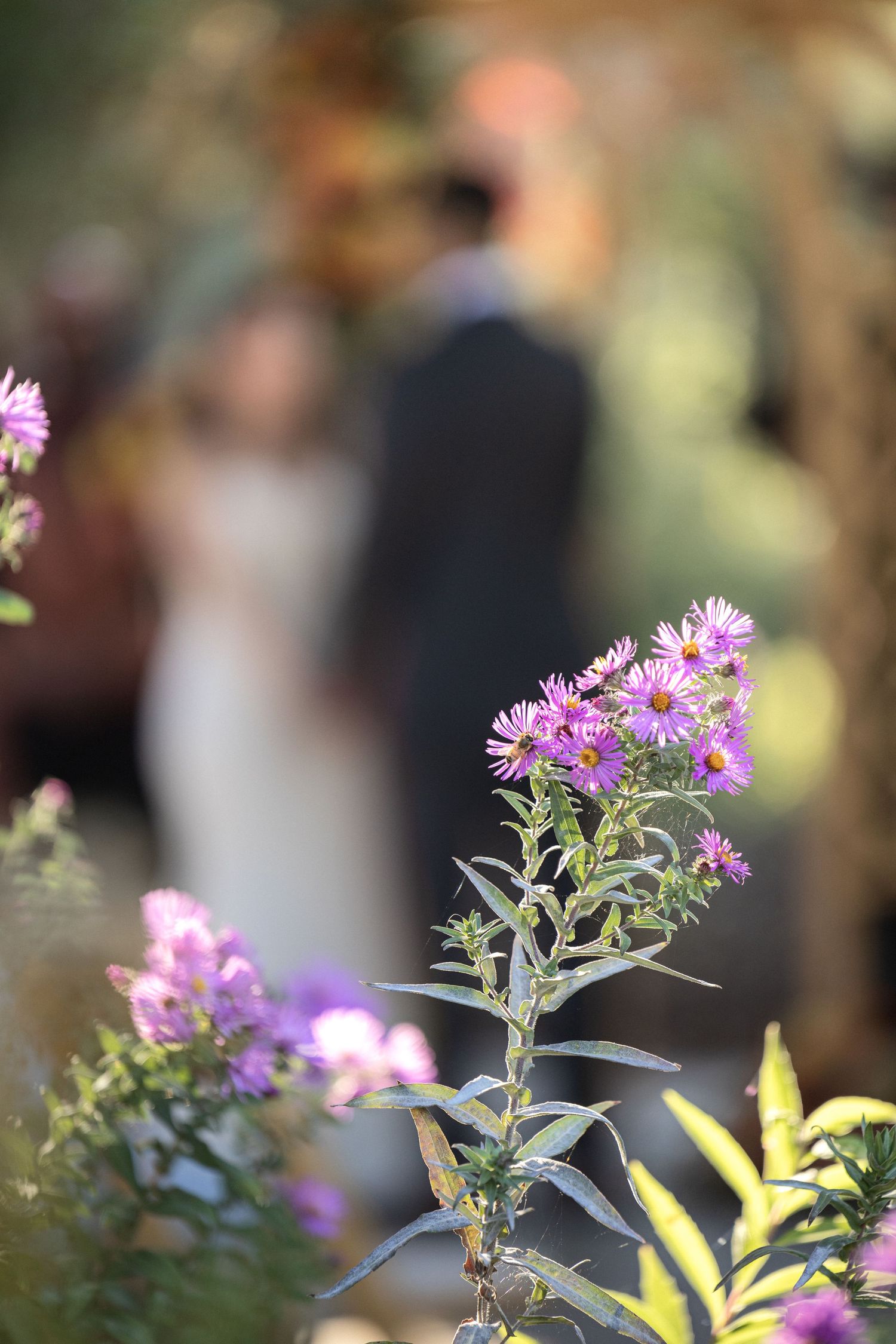 Purple wildflowers in focus with blurred wedding ceremony in background.