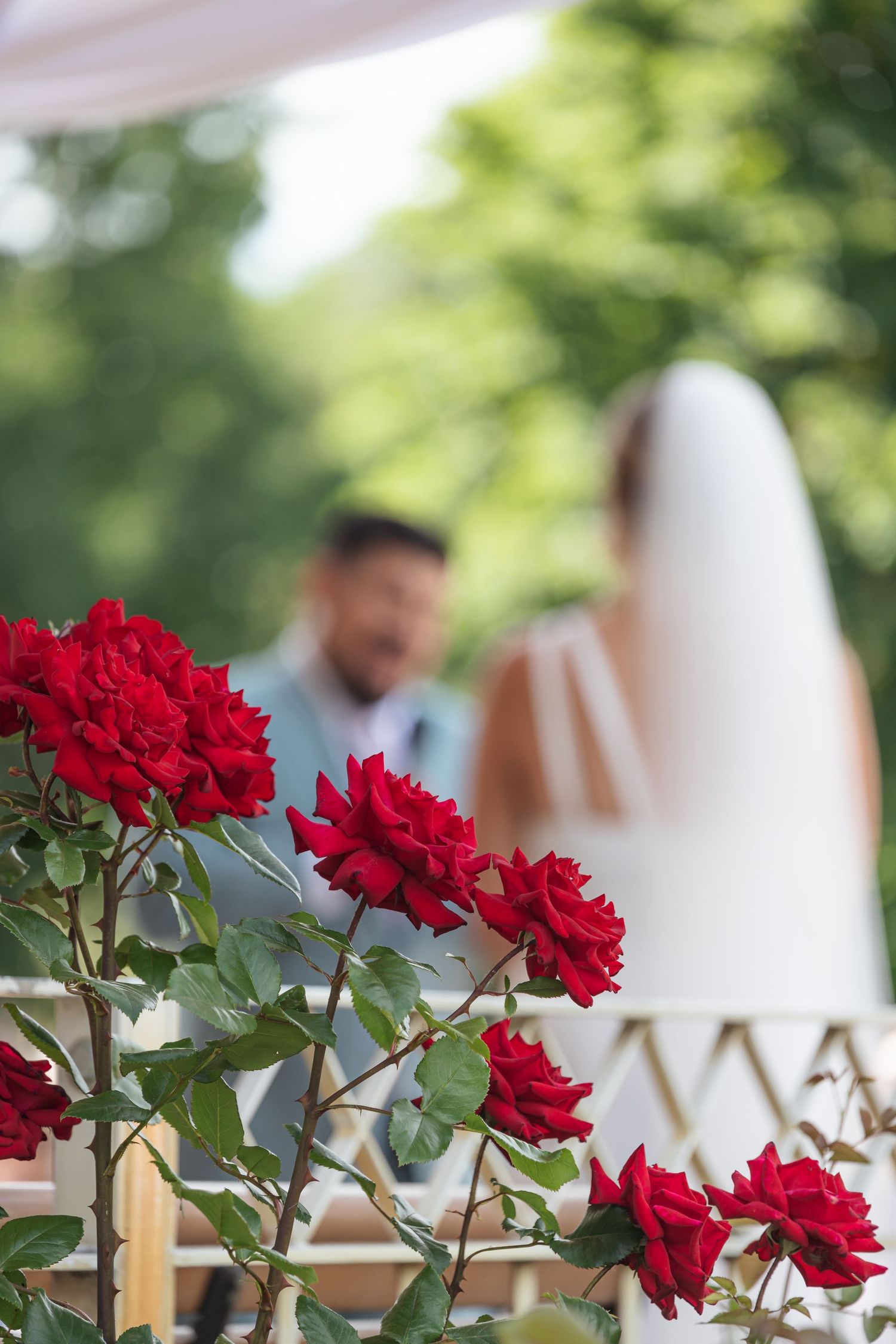 Vibrant red roses bloom in foreground of outdoor wedding ceremony.