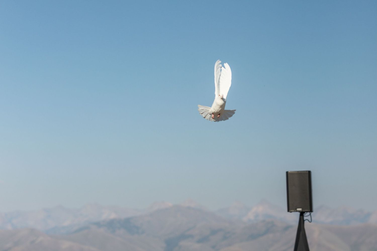 White dove flying against blue sky with mountains and audio speaker in background.