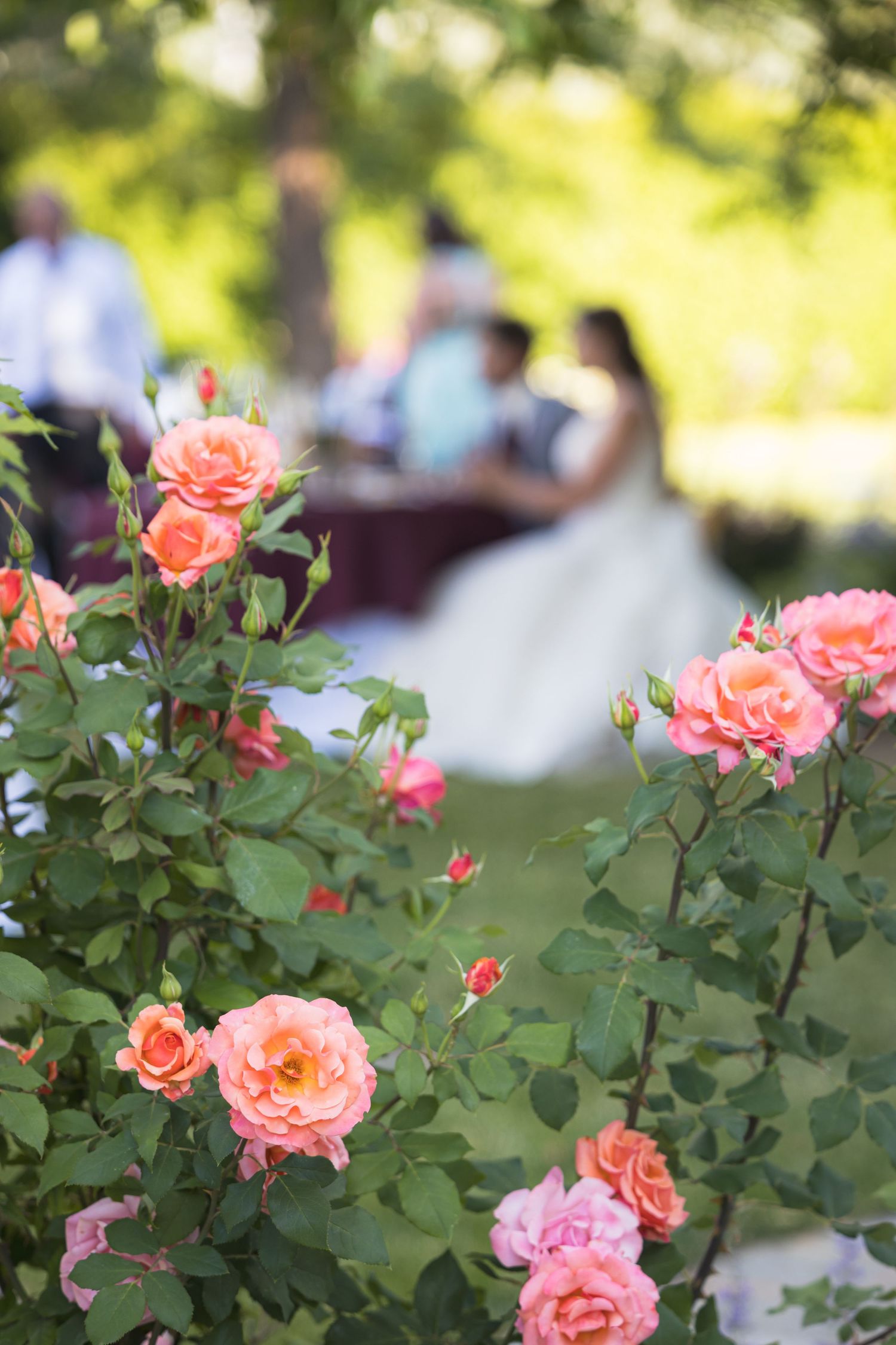 Coral roses bloom in the foreground with a blurred wedding celebration scene in the background.