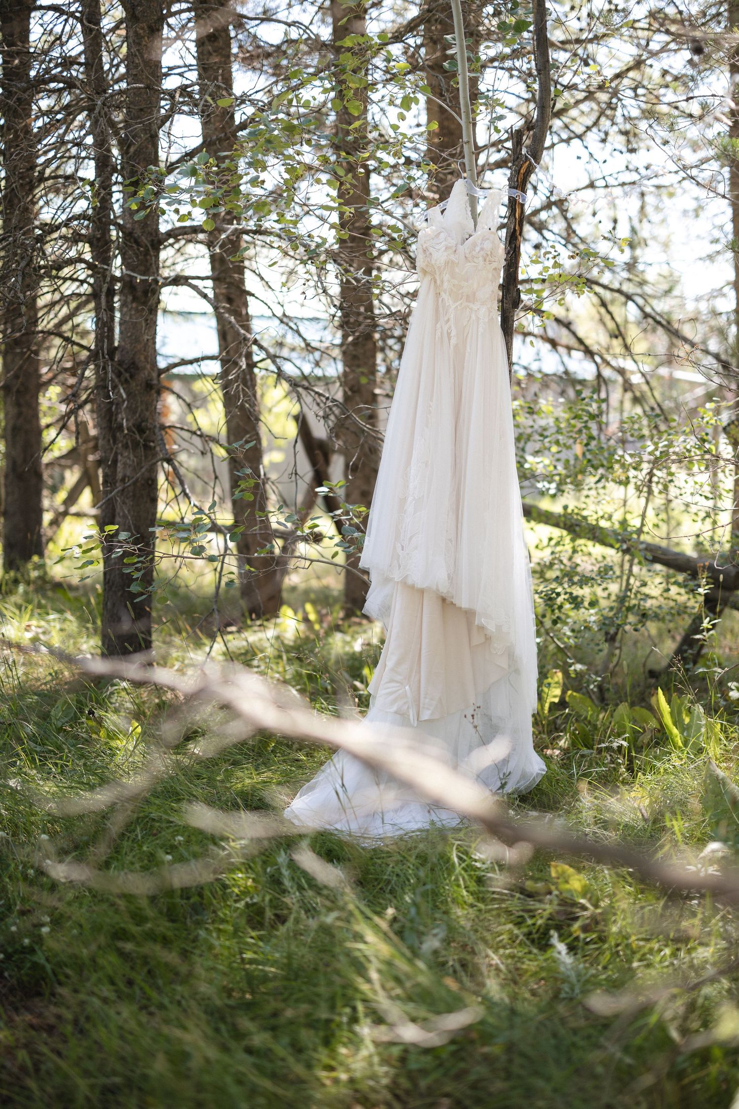 White wedding dress hanging from tree branch in sunlit forest setting.