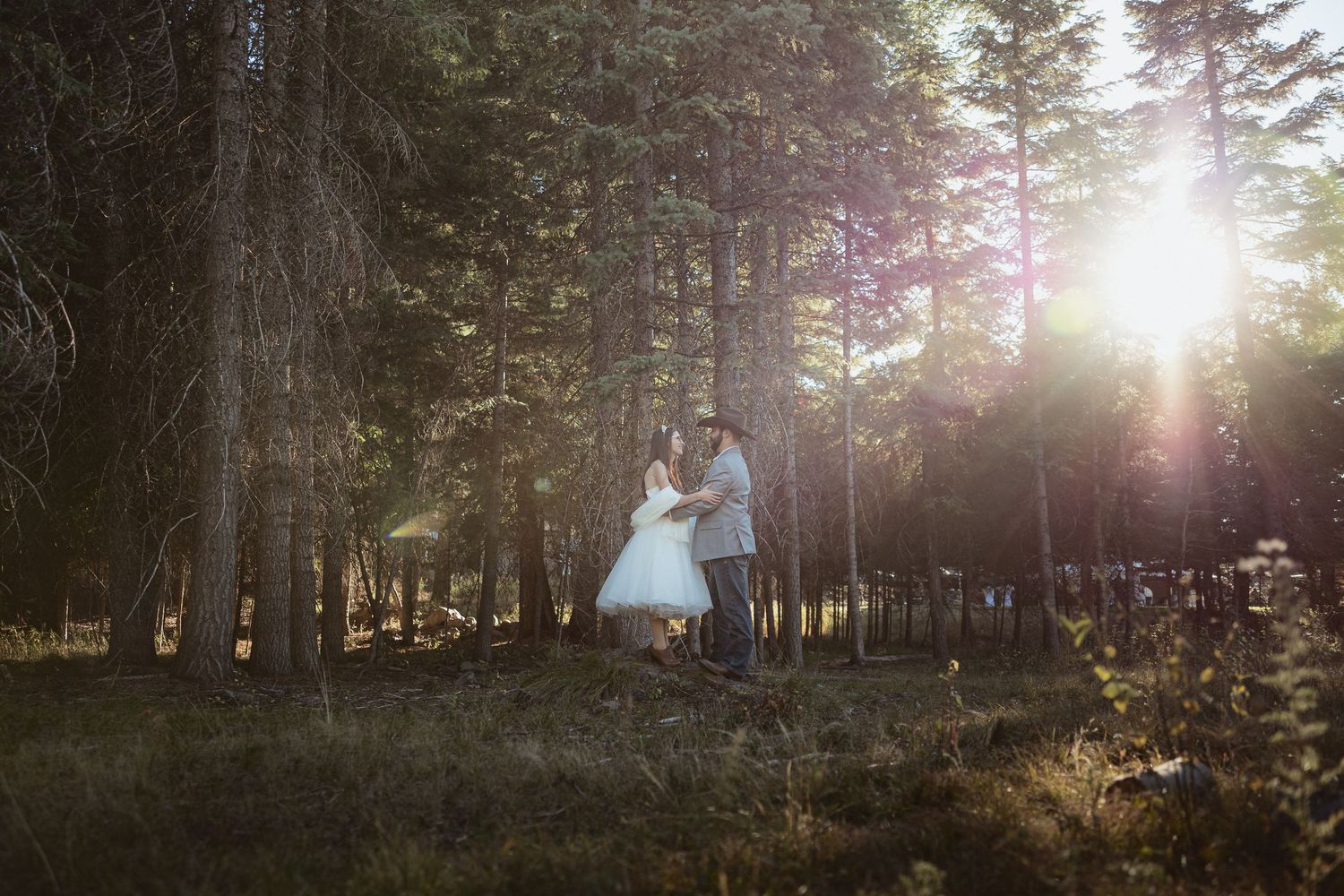 Scenic forest landscape with tall pine trees and golden sunlight filtering through.