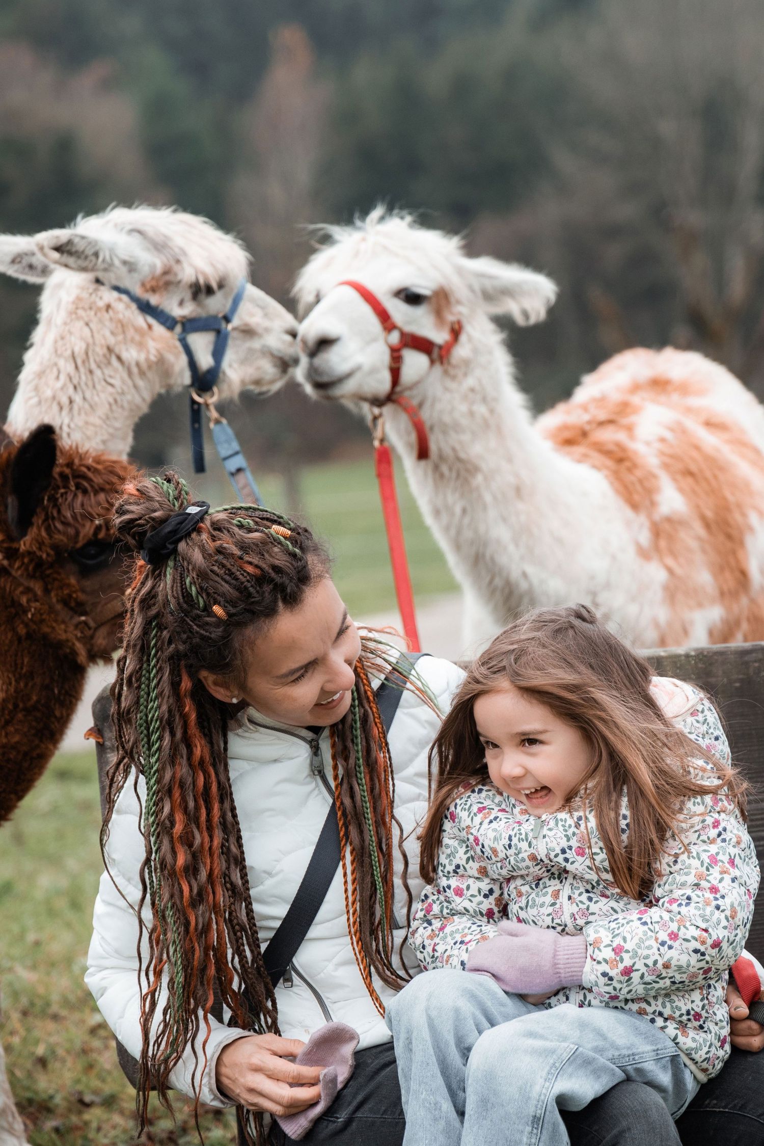 Mother and daughter sitting on a bench with alpacas in the background during a family photoshoot in Switzerland.
