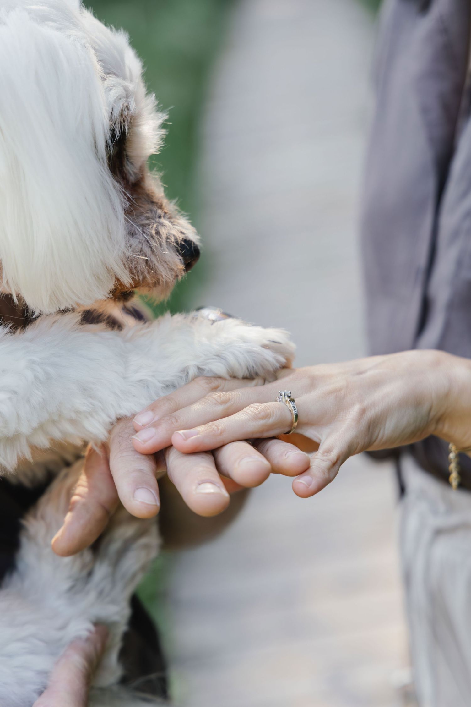 Close-up of a dog’s paw touching the hands of its owners during a family photoshoot.
