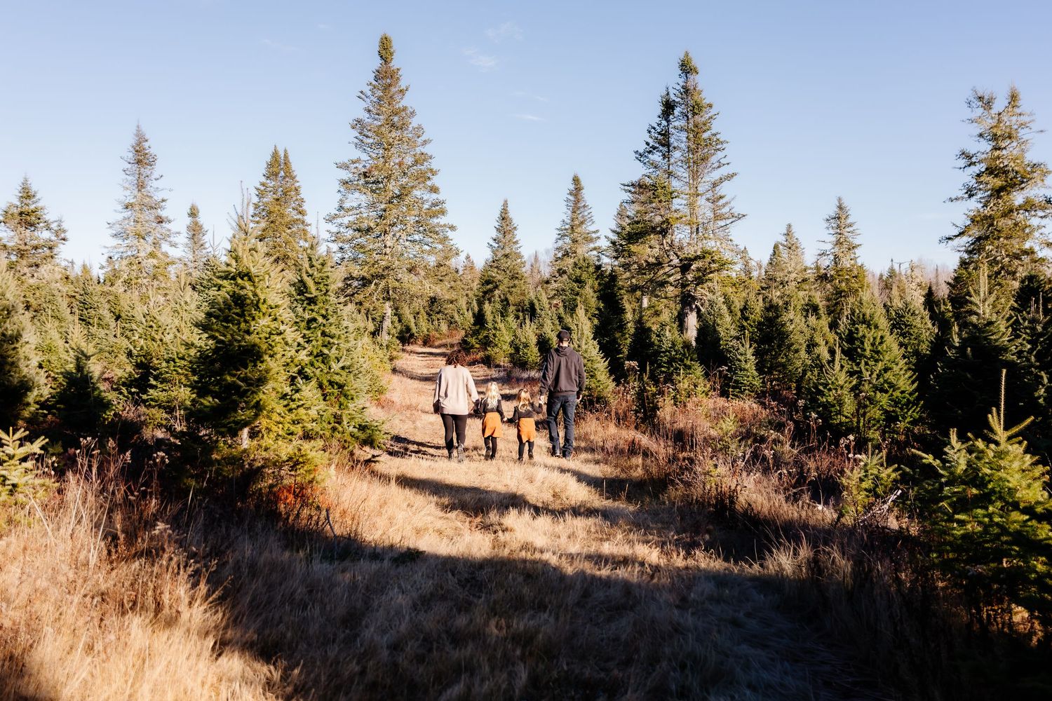 Family walking on a trail through a pine tree forest on a sunny day.