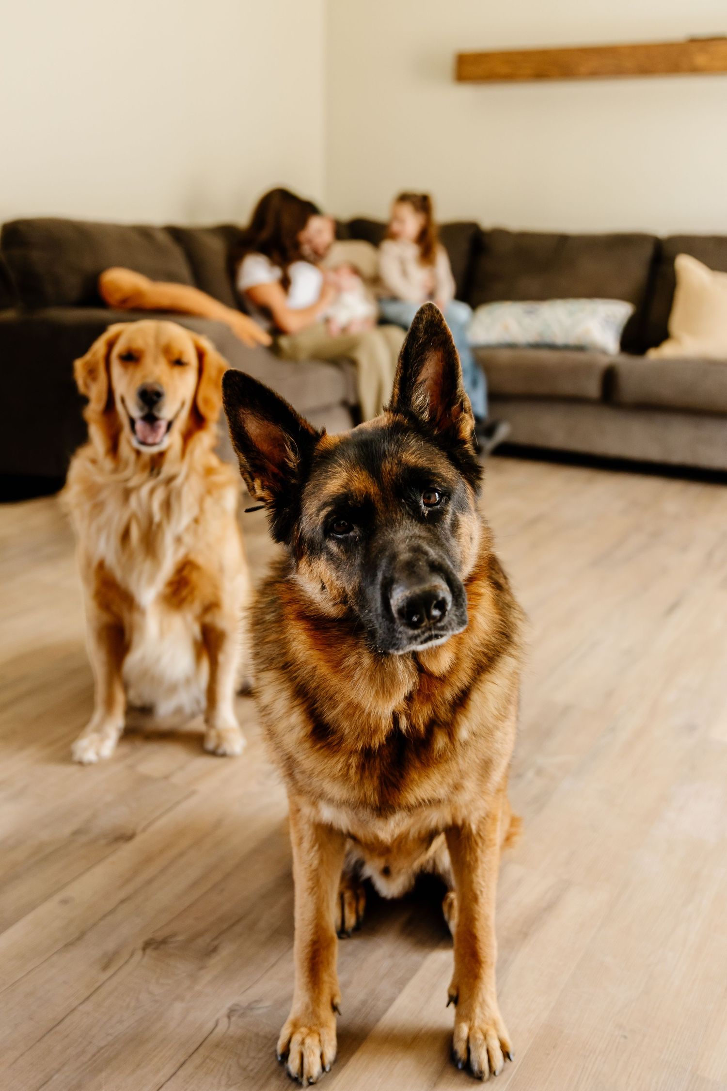 A German Shepherd and Golden Retriever sit on hardwood floors while a family relaxes on a gray couch in a cozy living room.