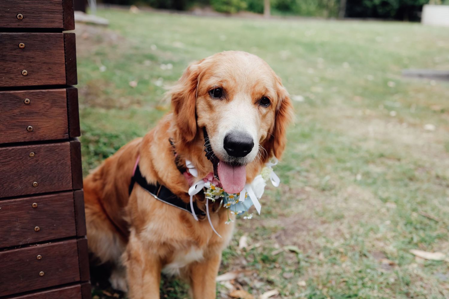 Golden Retriever dog wearing a floral collar sits outdoors on grass near a wooden structure.
