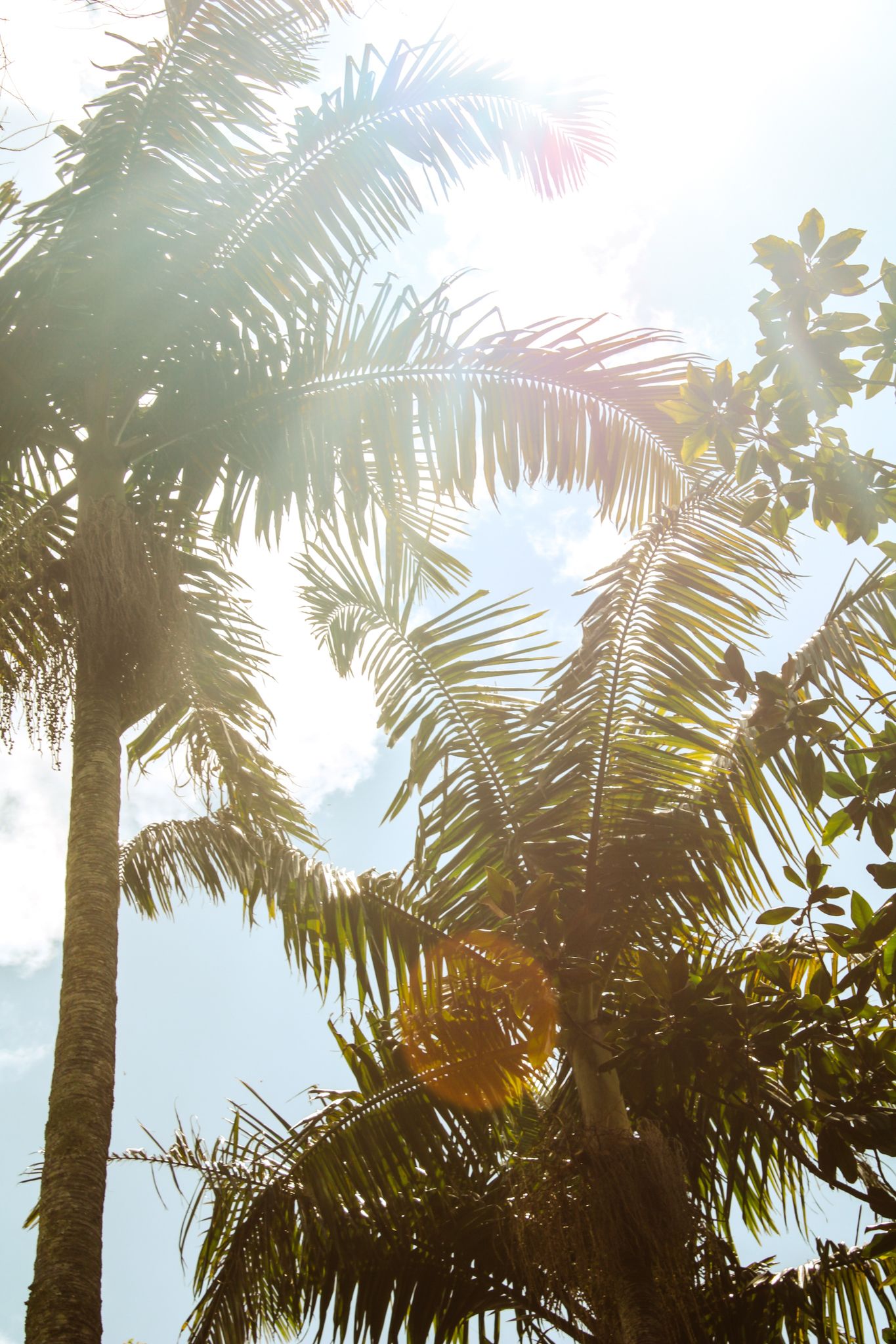Sun flare through tropical palm tree fronds against a bright blue sky.