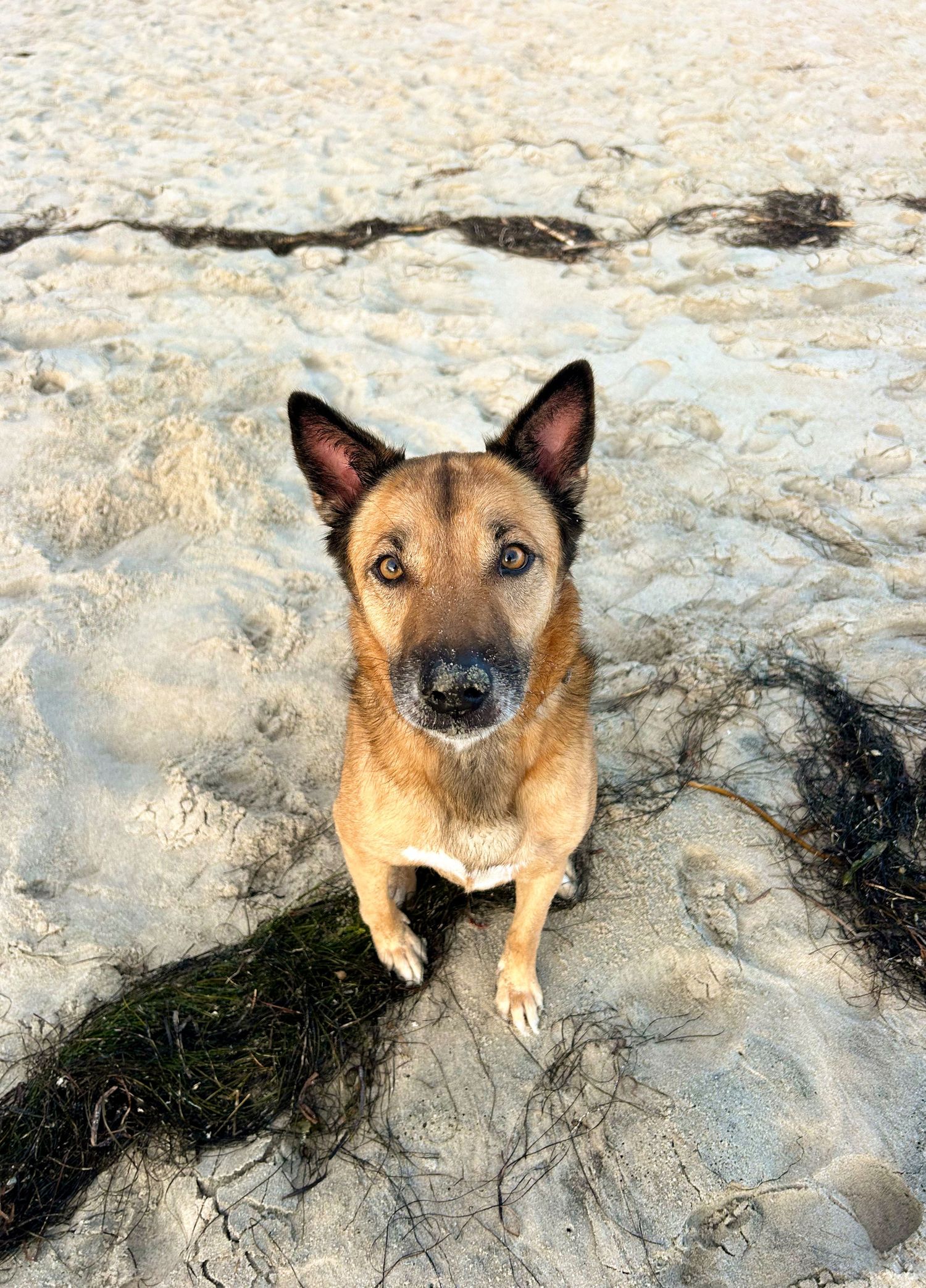 A tan and black German Shepherd mix dog sitting attentively on a sandy beach, looking directly at the camera.