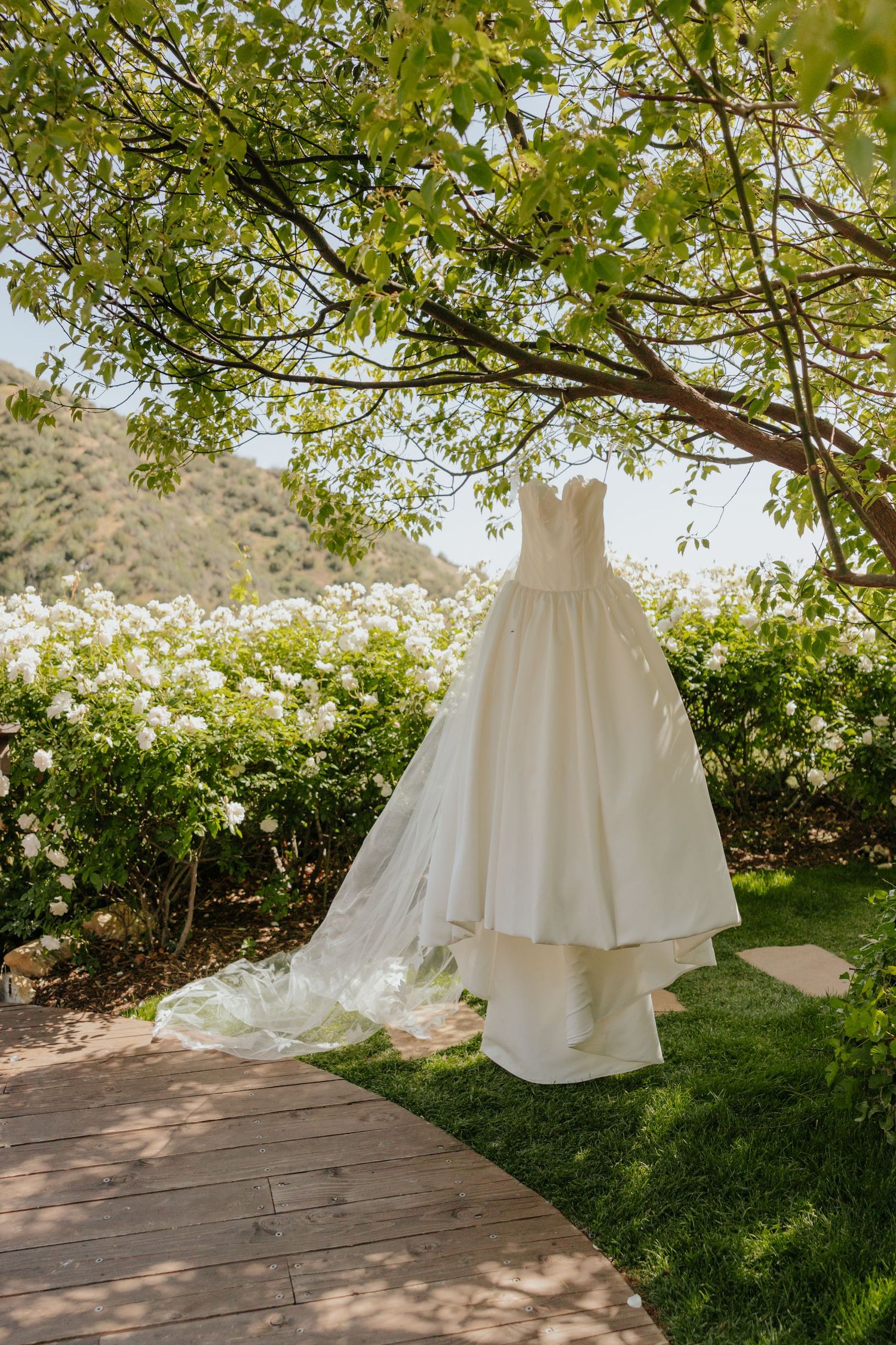 Elegant strapless white wedding gown with cathedral veil hanging from a tree in a garden.