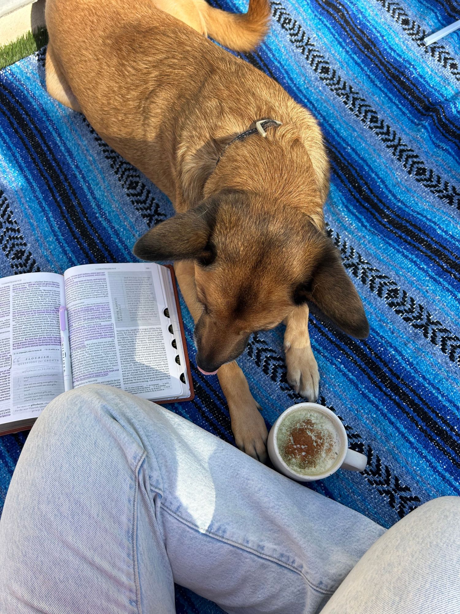Brown dog sniffing a latte cup beside an open Bible on a blue striped blanket outdoors.