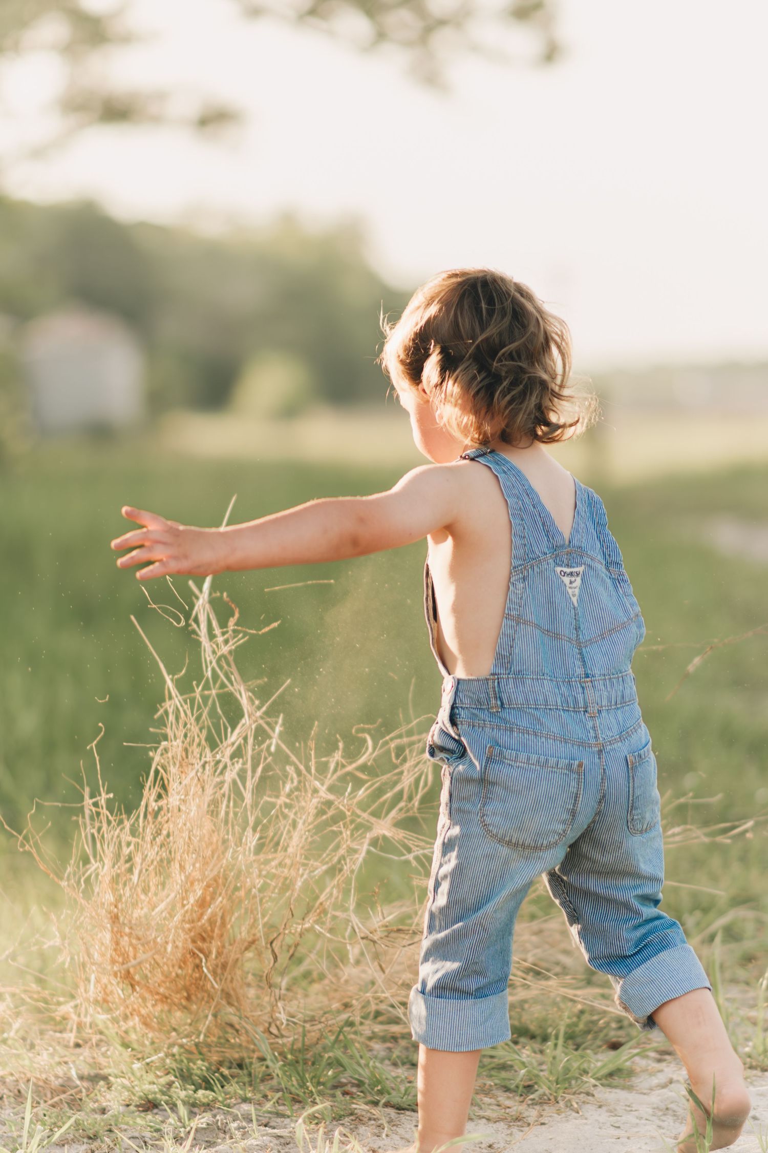 Young toddler in denim overalls reaching out to touch tall dry grass while walking along a sunny field path.