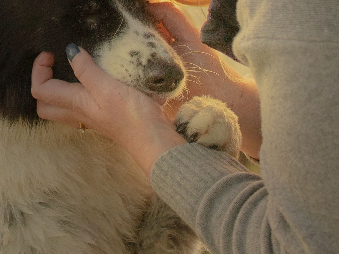 Person gently petting a black and white border collie dog in warm golden sunset light.