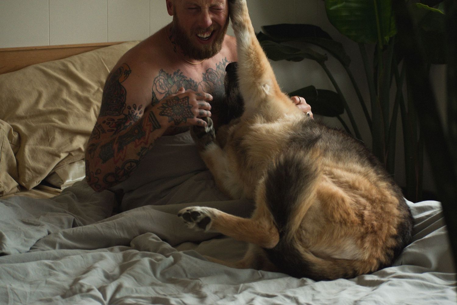 Tattooed shirtless man playing with a German Shepherd dog on a bed with gray linen sheets.