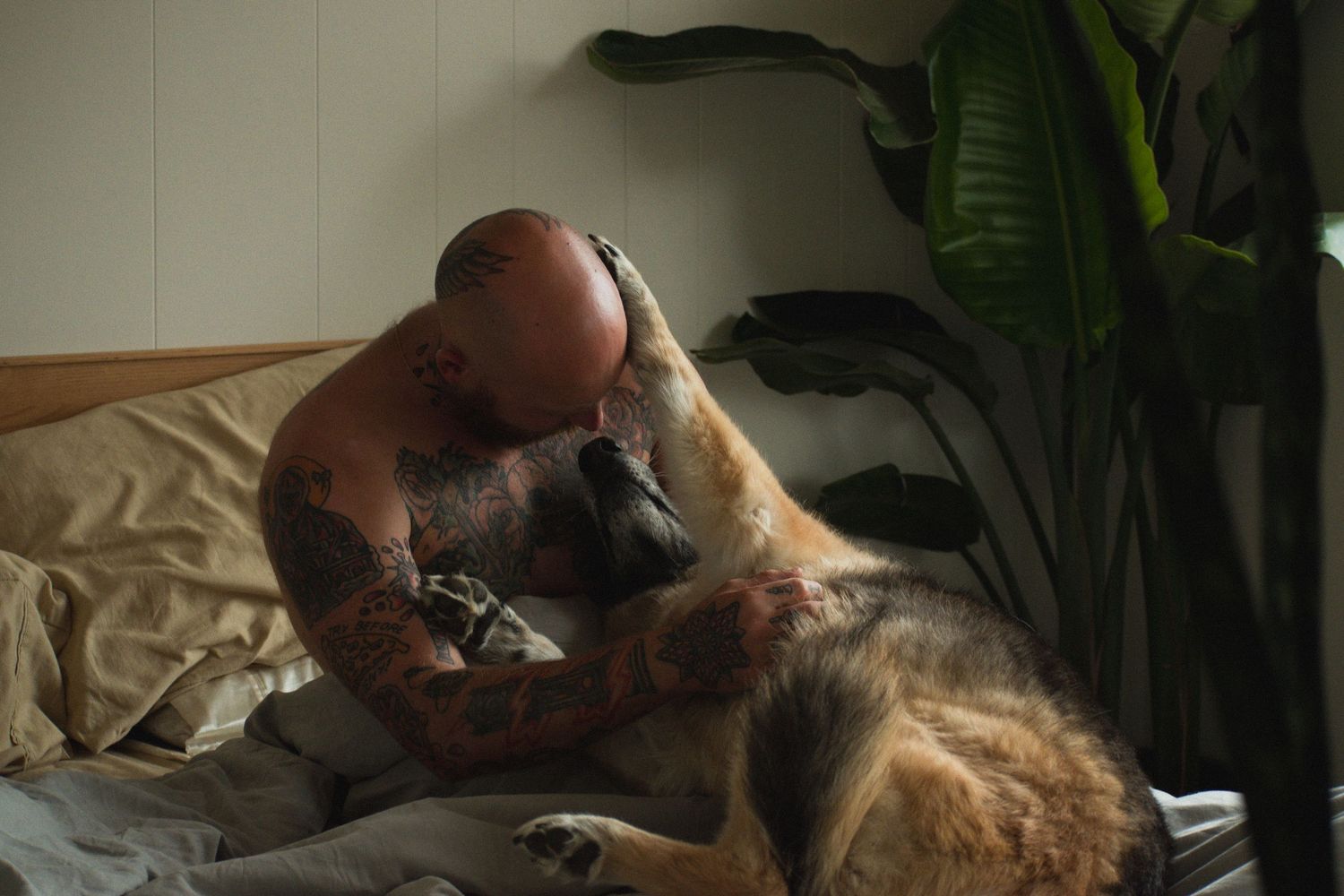 Tattooed man sitting on a bed being affectionately licked by a German Shepherd dog near a large green plant.