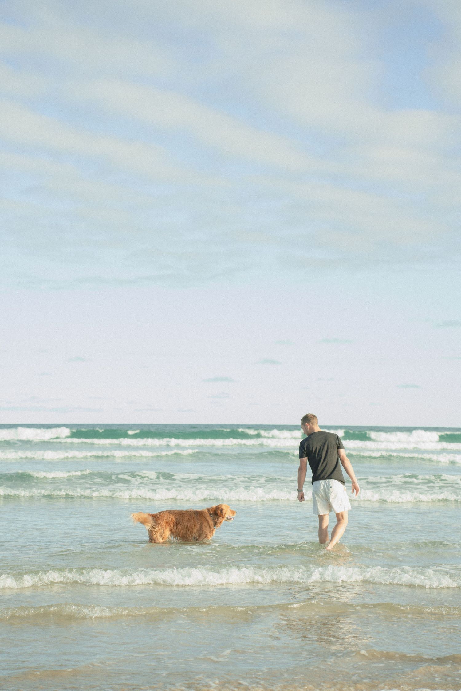 Man in black shirt and white shorts walking golden retriever dog in shallow ocean waves on beach.