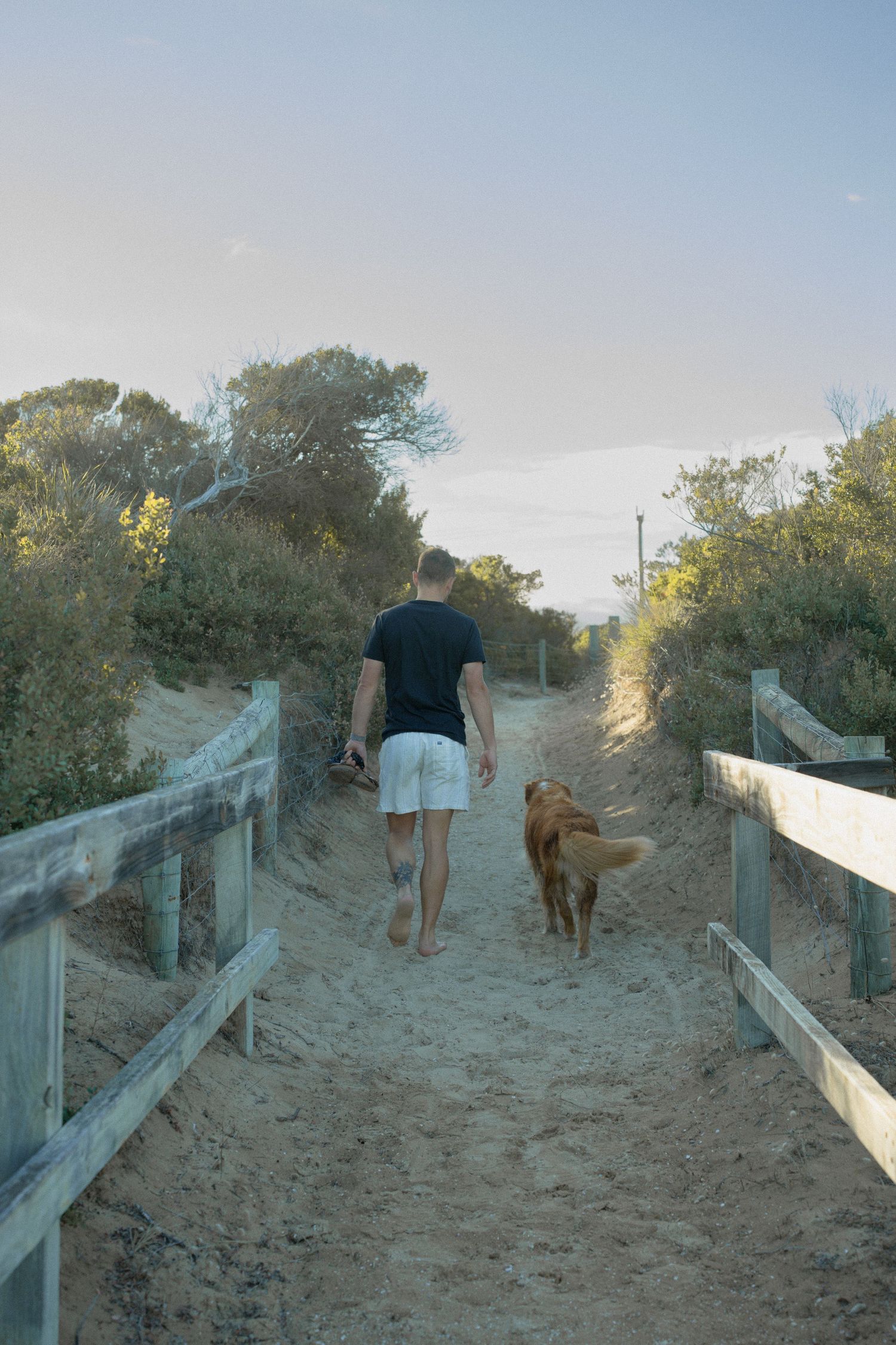 Man in black shirt walking barefoot with golden retriever dog on sandy beach path with fencing.
