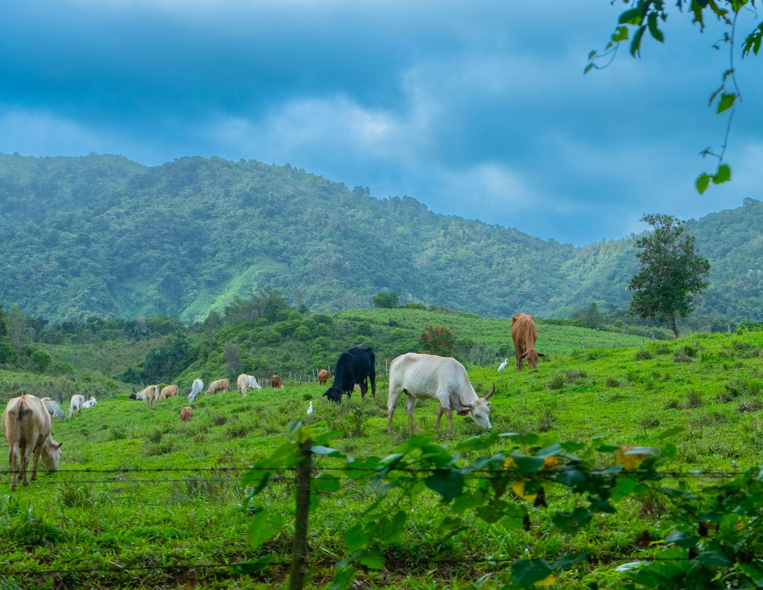 Cinematic landscape photography of cattle grazing in a lush mountain valley, shot by Shane Anthony.