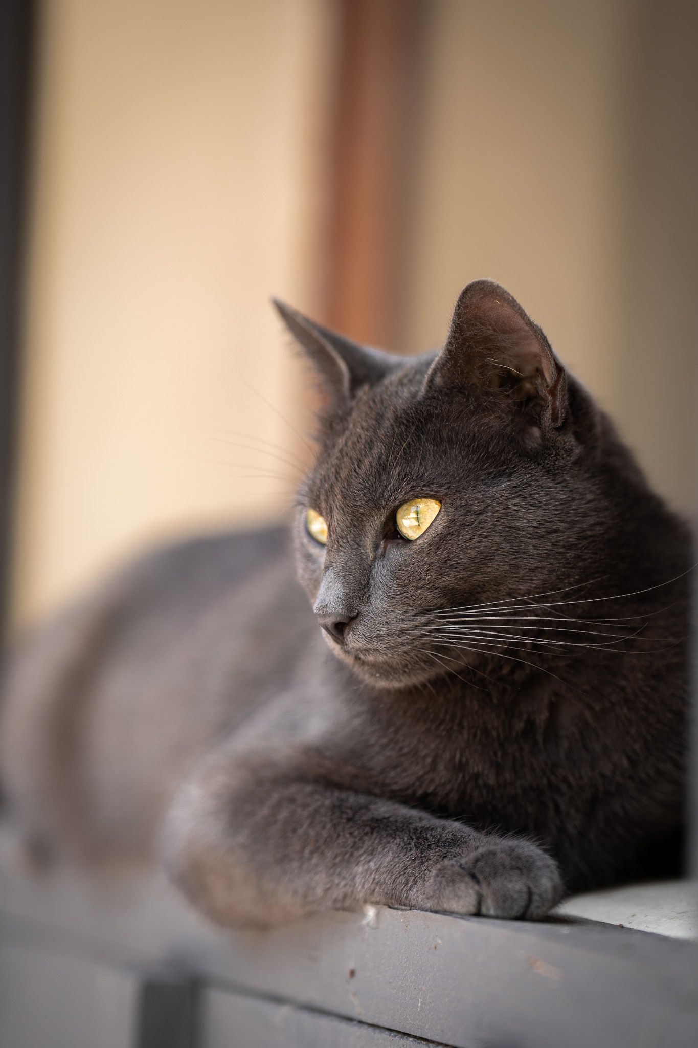 Chat gris portrait