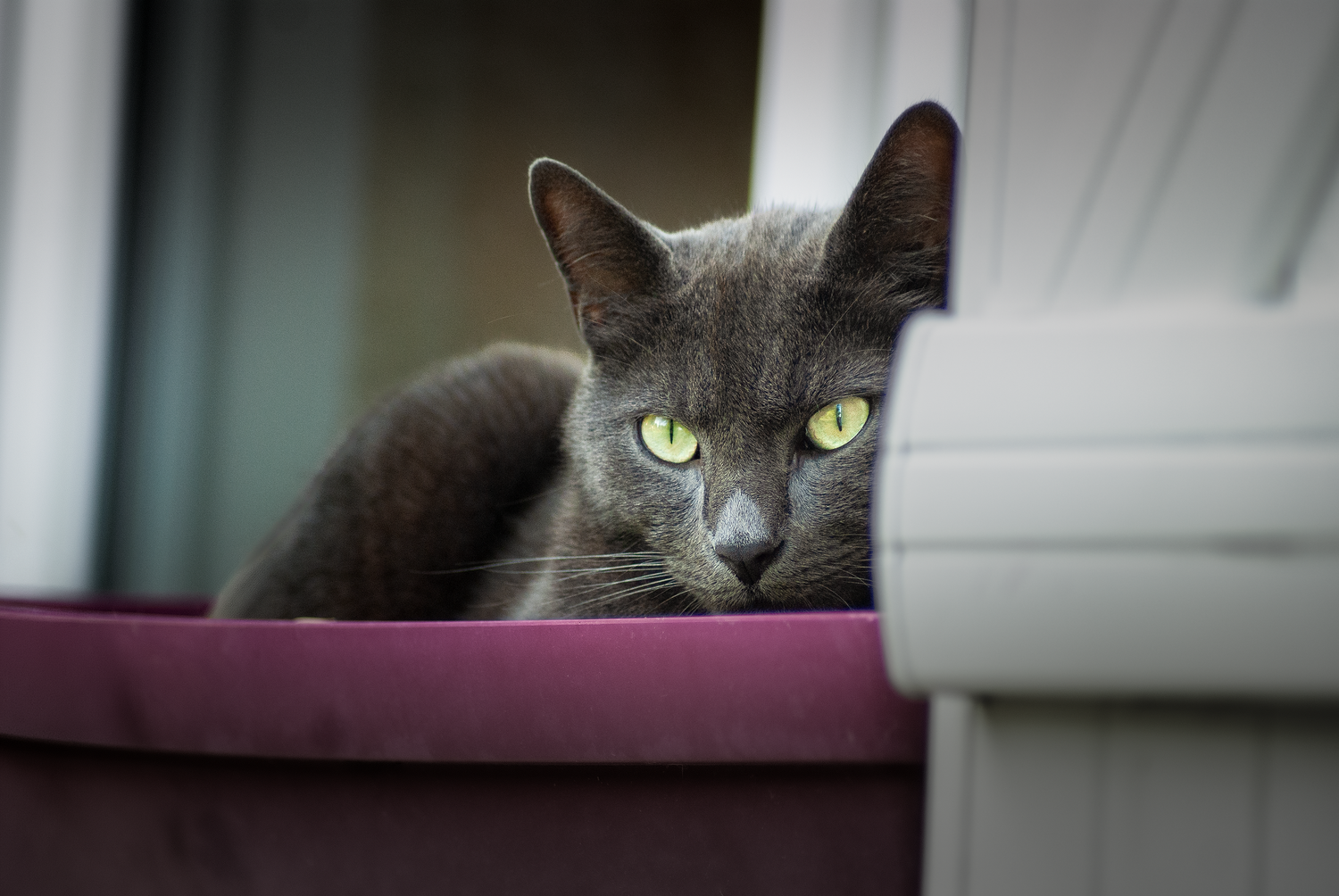 Photo d'un chat gris couché dans une jardinière rose.