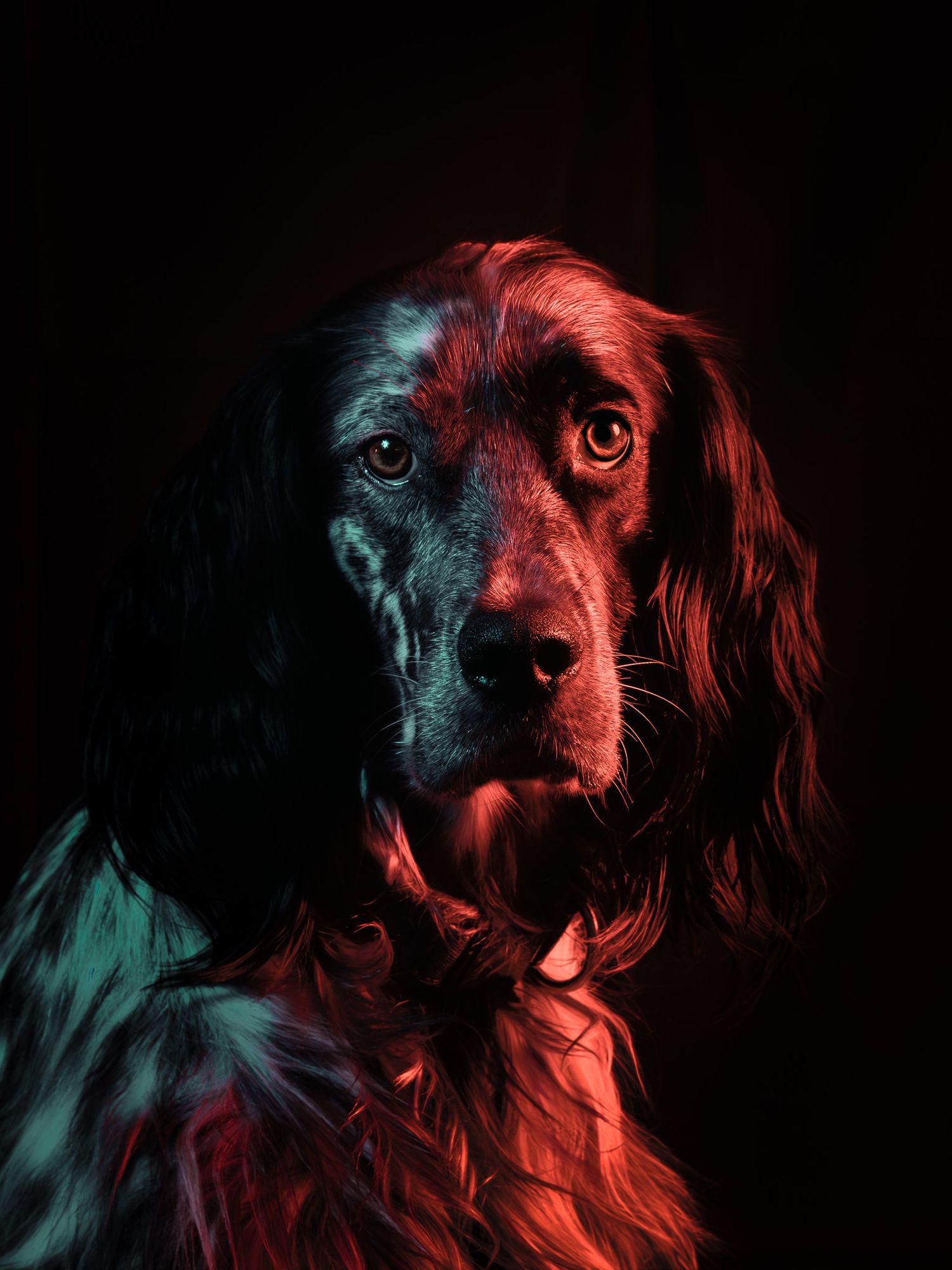 Setter Anglais portrait studio couleur cyan et rouge