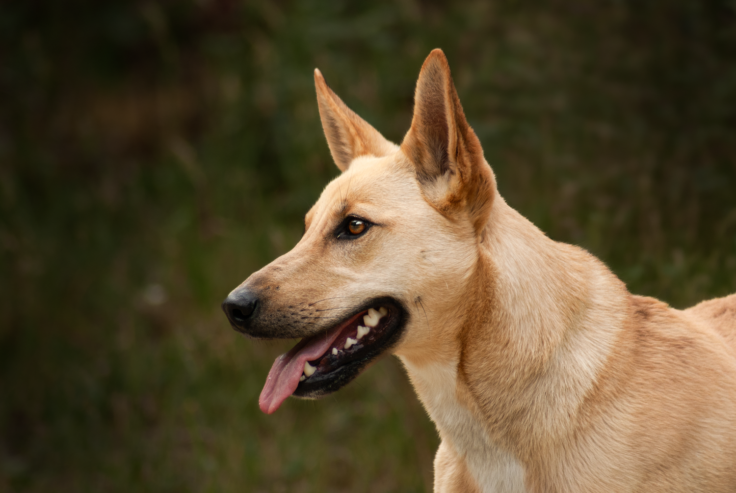 Photo prise en gros plan d'un chien beige croisé berger, les oreilles en avant, la langue pendante, le regard attiré au loin.