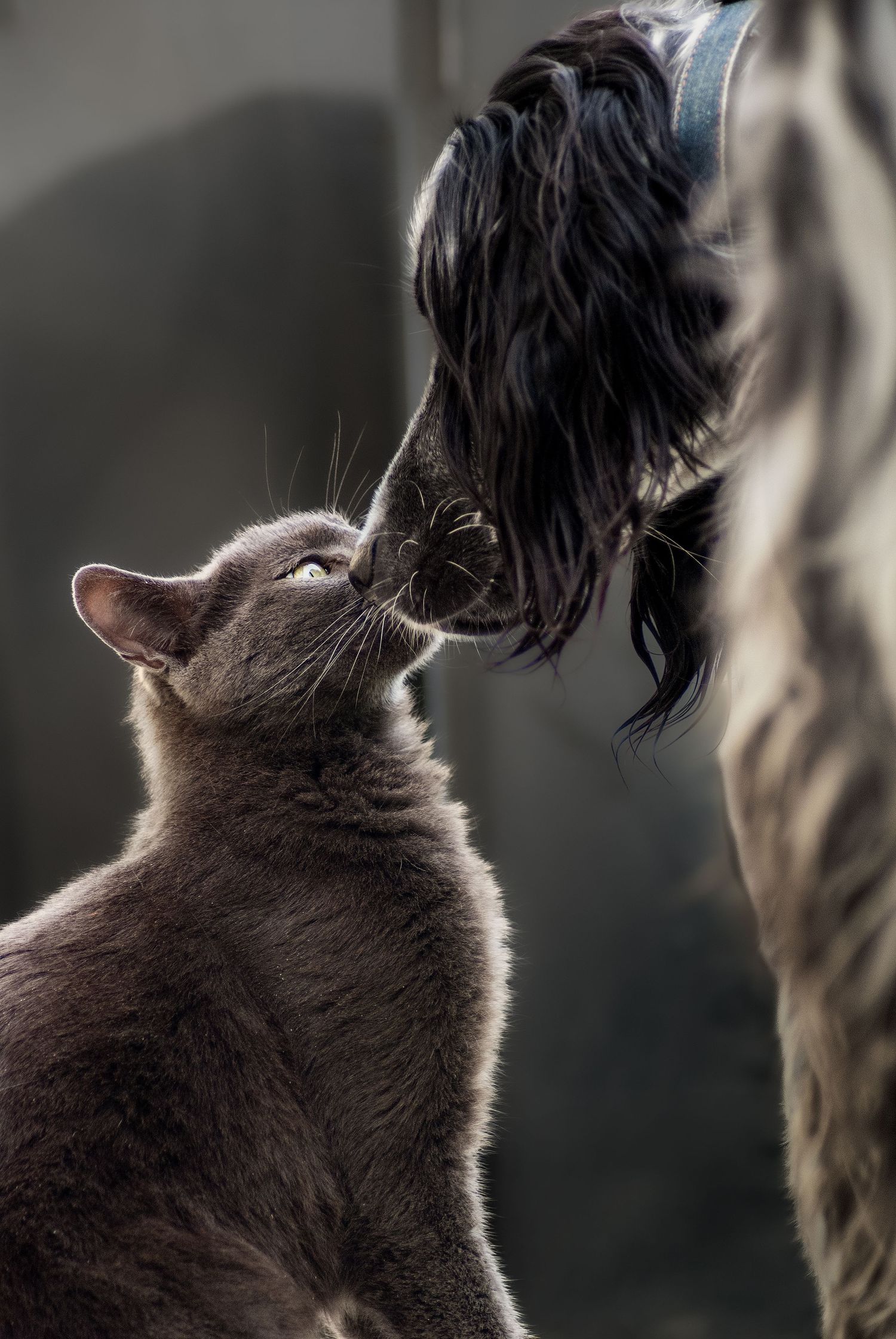 Photo d'un chat Européen gris et d'un chien Setter Anglais noir et blanc, en contact truffe contre truffe. Le fond est gris anthracite.