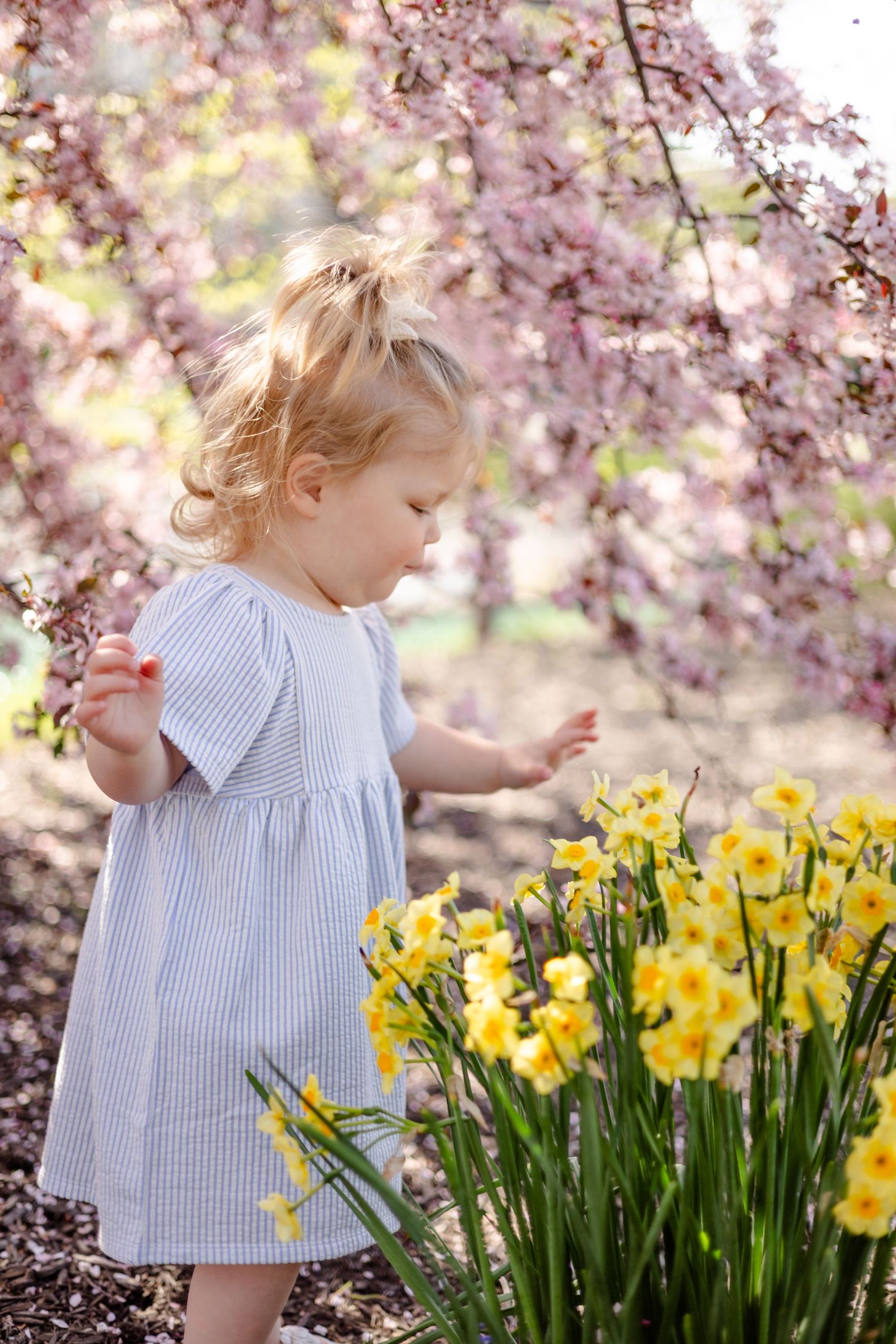 Toddler girl in blue dress admiring yellow daffodils near pink cherry blossom trees in spring garden during family session in Carmel, IN.