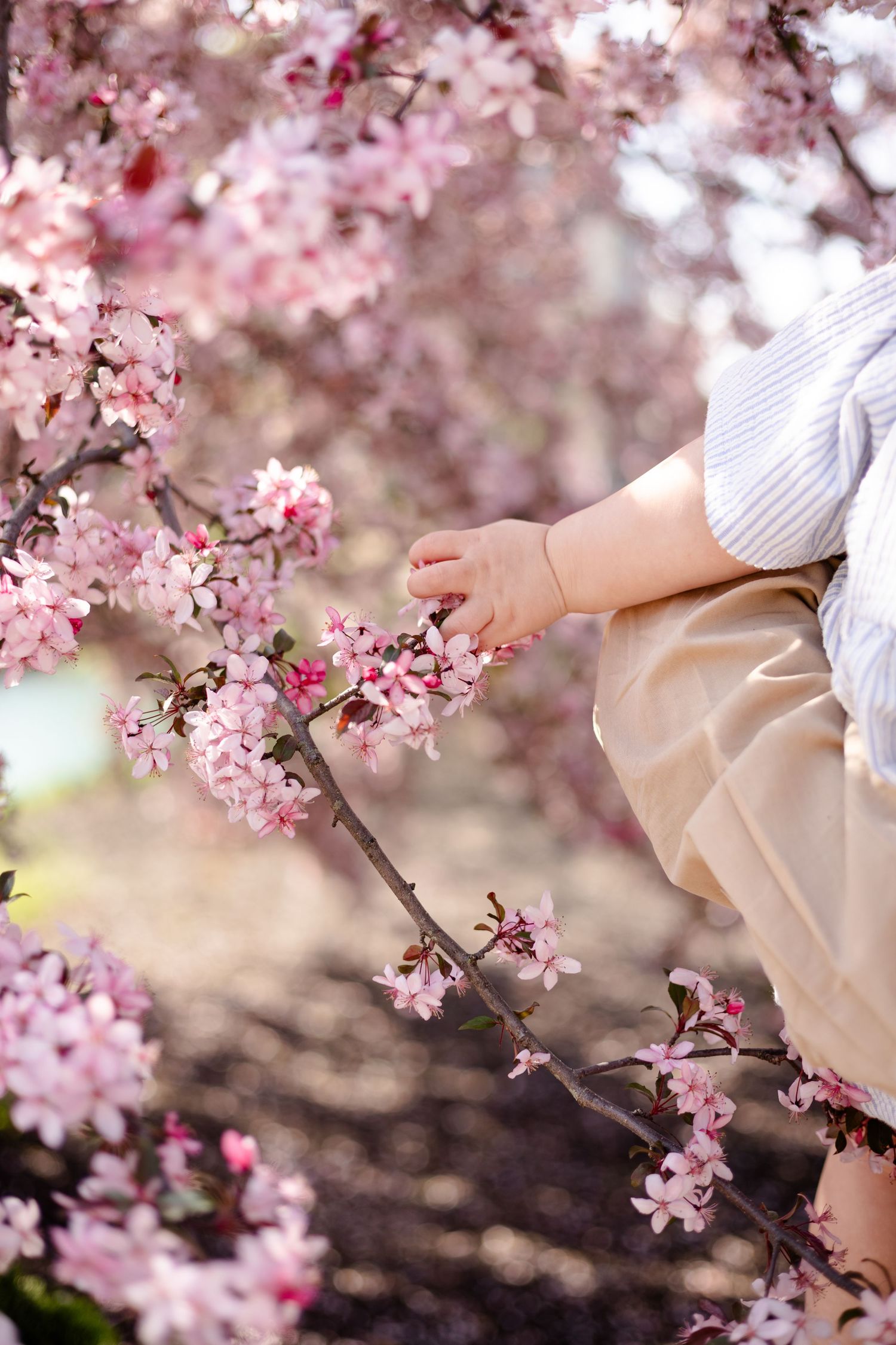 Baby hand reaching for pink cherry blossom flowers on a branch in spring garden during family session in Carmel, Indiana