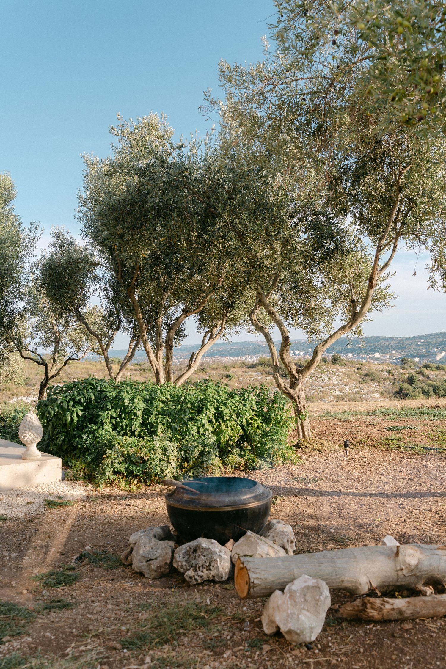 Olive grove with stone landscaping and large planters in a rustic garden setting.