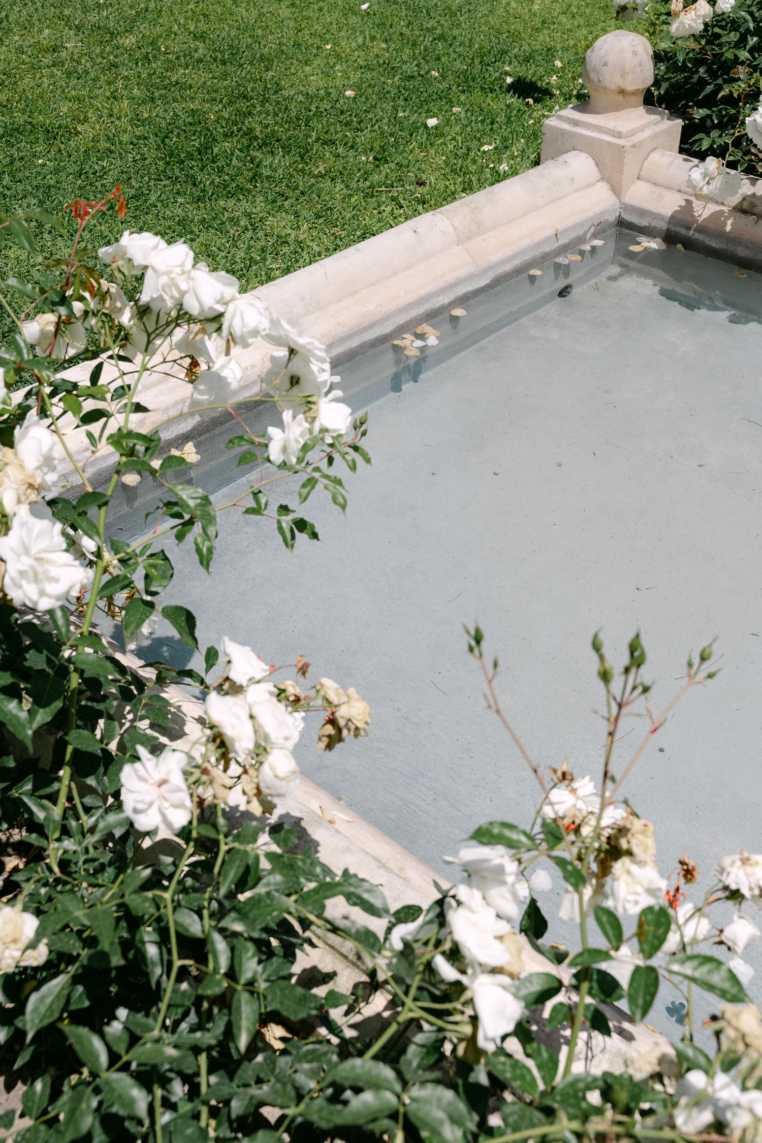 White roses bloom beside an elegant stone fountain pool surrounded by lush green grass in a formal garden.