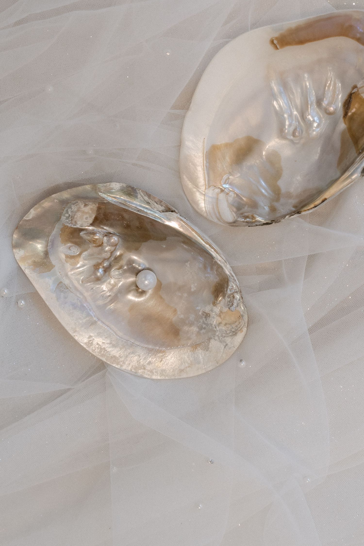Two open iridescent mother-of-pearl oyster shells with a small white pearl resting inside, displayed on soft white tulle fabric.