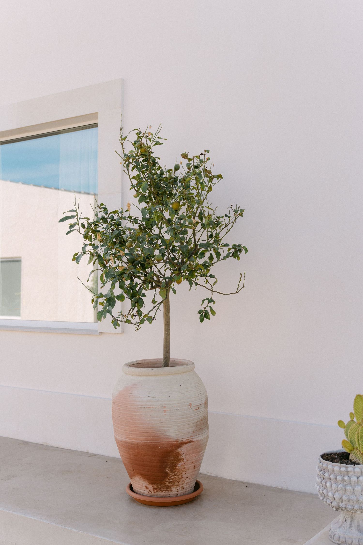 Terracotta pot with small tree against white wall and window.